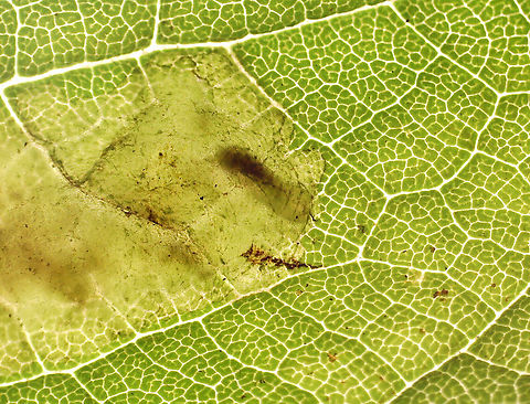 Nemorimyza posticata Blotch/trumpet-shaped with frass smeared throughout. When backlit, you could see the larva in the mine. The pupa exited the mine on 8/20/25. It pupated in the cover of the vial. I'm concerned about the damaged strip. I don't know what caused it, but am hoping it can still develop properly.

Video of larva in mine: https://youtu.be/uTL3NcbcF6s

Host: Solidago
https://www.jungledragon.com/image/171050/nemorimyza_posticata.html
https://www.jungledragon.com/image/171048/nemorimyza_posticata_pupa.html Agromyzidae,Geotagged,Nemorimyza,Nemorimyza posticata,United States,leafminer