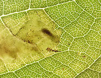 Nemorimyza posticata Blotch/trumpet-shaped with frass smeared throughout. When backlit, you could see the larva in the mine. The pupa exited the mine on 8/20/25. It pupated in the cover of the vial. I'm concerned about the damaged strip. I don't know what caused it, but am hoping it can still develop properly.<br />
<br />
Video of larva in mine: https://youtu.be/uTL3NcbcF6s<br />
<br />
Host: Solidago<br />
https://www.jungledragon.com/image/171050/nemorimyza_posticata.html<br />
https://www.jungledragon.com/image/171048/nemorimyza_posticata_pupa.html Agromyzidae,Geotagged,Nemorimyza,Nemorimyza posticata,United States,leafminer