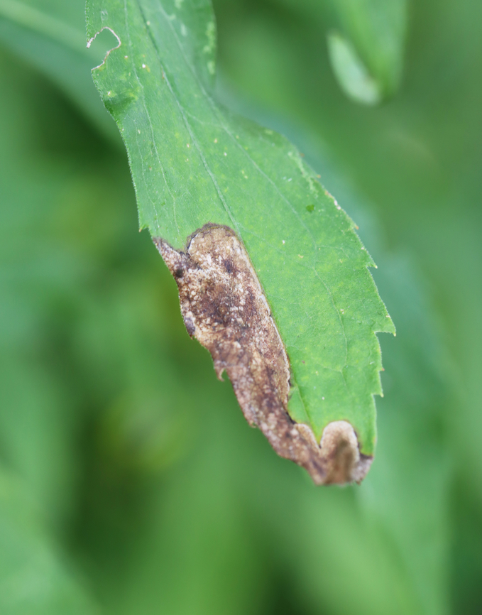 Nemorimyza posticata Blotch/trumpet-shaped with frass smeared throughout. When backlit, you could see the larva in the mine. The pupa exited the mine on 8/20/25. It pupated in the cover of the vial. I&#039;m concerned about the damaged strip. I don&#039;t know what caused it, but am hoping it can still develop properly.<br />
<br />
Video of larva in mine: <section class="video"><iframe width="448" height="282" src="https://www.youtube-nocookie.com/embed/uTL3NcbcF6s?hd=1&autoplay=0&rel=0" frameborder="0" allowfullscreen></iframe></section><br />
<br />
Host: Solidago<br />
<figure class="photo"><a href="https://www.jungledragon.com/image/171049/nemorimyza_posticata.html" title="Nemorimyza posticata"><img src="https://s3.amazonaws.com/media.jungledragon.com/images/3232/171049_thumb.jpg?AWSAccessKeyId=05GMT0V3GWVNE7GGM1R2&Expires=1767225610&Signature=MrY%2F2hDJm34DD3Yo%2Be8CcJ%2BKPEM%3D" width="200" height="154" alt="Nemorimyza posticata Blotch/trumpet-shaped with frass smeared throughout. When backlit, you could see the larva in the mine. The pupa exited the mine on 8/20/25. It pupated in the cover of the vial. I&#039;m concerned about the damaged strip. I don&#039;t know what caused it, but am hoping it can still develop properly.<br />
<br />
Video of larva in mine: https://youtu.be/uTL3NcbcF6s<br />
<br />
Host: Solidago<br />
https://www.jungledragon.com/image/171050/nemorimyza_posticata.html<br />
https://www.jungledragon.com/image/171048/nemorimyza_posticata_pupa.html Agromyzidae,Geotagged,Nemorimyza,Nemorimyza posticata,United States,leafminer" /></a></figure><br />
<figure class="photo"><a href="https://www.jungledragon.com/image/171048/nemorimyza_posticata_pupa.html" title="Nemorimyza posticata (Pupa)"><img src="https://s3.amazonaws.com/media.jungledragon.com/images/3232/171048_thumb.jpg?AWSAccessKeyId=05GMT0V3GWVNE7GGM1R2&Expires=1767225610&Signature=HKBni%2FsobHfl1AXfk%2Foag79a5u0%3D" width="200" height="148" alt="Nemorimyza posticata (Pupa) Blotch/trumpet-shaped with frass smeared throughout. When backlit, you could see the larva in the mine. The pupa exited the mine on 8/20/25. It pupated in the cover of the vial. I&#039;m concerned about the damaged strip. I don&#039;t know what caused it, but am hoping it can still develop properly.<br />
<br />
Video of larva in mine: https://youtu.be/uTL3NcbcF6s<br />
<br />
Host: Solidago<br />
https://www.jungledragon.com/image/171050/nemorimyza_posticata.html<br />
https://www.jungledragon.com/image/171049/nemorimyza_posticata.html Geotagged,Nemorimyza posticata,United States" /></a></figure> Geotagged,Nemorimyza posticata,Summer,United States