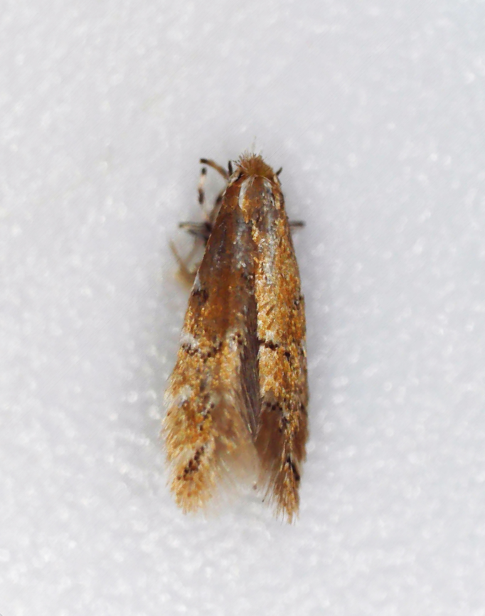 Cremastobombycia solidaginis I collected the leafmine on 8/17/25 and the adult moth emerged on 8/19/25. The pupal skin was left sticking out of the epidermis of the leaf.<br />
<br />
Host: Solidago sp.<br />
<figure class="photo"><a href="https://www.jungledragon.com/image/171053/cremastobombycia_solidaginis.html" title="Cremastobombycia solidaginis"><img src="https://s3.amazonaws.com/media.jungledragon.com/images/3232/171053_thumb.jpg?AWSAccessKeyId=05GMT0V3GWVNE7GGM1R2&Expires=1767225610&Signature=YzuxdYfFfUlpDEPat33r5EIEVy4%3D" width="200" height="152" alt="Cremastobombycia solidaginis I collected the leafmine on 8/17/25 and the adult moth emerged on 8/19/25. The pupal skin was left sticking out of the epidermis of the leaf.<br />
<br />
Host: Solidago sp.<br />
https://www.jungledragon.com/image/171053/cremastobombycia_solidaginis.html<br />
https://www.jungledragon.com/image/171052/cremastobombycia_solidaginis_pupal_skin.html<br />
https://www.jungledragon.com/image/171051/cremastobombycia_solidaginis.html Cremastobombycia,Cremastobombycia solidaginis,Geotagged,Summer,United States,leafminer,solidago" /></a></figure><br />
<figure class="photo"><a href="https://www.jungledragon.com/image/171052/cremastobombycia_solidaginis_pupal_skin.html" title="Cremastobombycia solidaginis (Pupal Skin)"><img src="https://s3.amazonaws.com/media.jungledragon.com/images/3232/171052_thumb.jpg?AWSAccessKeyId=05GMT0V3GWVNE7GGM1R2&Expires=1767225610&Signature=O1qJyiVIUjiRUlBE0lImHrdMExk%3D" width="200" height="154" alt="Cremastobombycia solidaginis (Pupal Skin) I collected the leafmine on 8/17/25 and the adult moth emerged on 8/19/25. The pupal skin was left sticking out of the epidermis of the leaf.<br />
<br />
Host: Solidago sp.<br />
https://www.jungledragon.com/image/171053/cremastobombycia_solidaginis.html<br />
https://www.jungledragon.com/image/171052/cremastobombycia_solidaginis_pupal_skin.html<br />
https://www.jungledragon.com/image/171051/cremastobombycia_solidaginis.html Cremastobombycia solidaginis,Geotagged,United States" /></a></figure><br />
<figure class="photo"><a href="https://www.jungledragon.com/image/171051/cremastobombycia_solidaginis.html" title="Cremastobombycia solidaginis"><img src="https://s3.amazonaws.com/media.jungledragon.com/images/3232/171051_thumb.jpg?AWSAccessKeyId=05GMT0V3GWVNE7GGM1R2&Expires=1767225610&Signature=yDQaWUJgMn%2FX%2B4R4ZHxD6gEYfmY%3D" width="120" height="152" alt="Cremastobombycia solidaginis I collected the leafmine on 8/17/25 and the adult moth emerged on 8/19/25. The pupal skin was left sticking out of the epidermis of the leaf.<br />
<br />
Host: Solidago sp.<br />
https://www.jungledragon.com/image/171053/cremastobombycia_solidaginis.html<br />
https://www.jungledragon.com/image/171052/cremastobombycia_solidaginis_pupal_skin.html<br />
https://www.jungledragon.com/image/171051/cremastobombycia_solidaginis.html Cremastobombycia solidaginis,Geotagged,United States" /></a></figure> Cremastobombycia solidaginis,Geotagged,United States