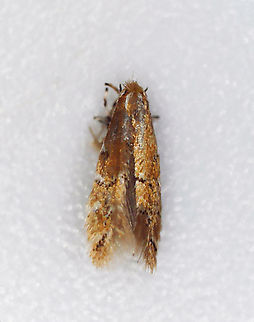 Cremastobombycia solidaginis I collected the leafmine on 8/17/25 and the adult moth emerged on 8/19/25. The pupal skin was left sticking out of the epidermis of the leaf.

Host: Solidago sp.
https://www.jungledragon.com/image/171053/cremastobombycia_solidaginis.html
https://www.jungledragon.com/image/171052/cremastobombycia_solidaginis_pupal_skin.html
https://www.jungledragon.com/image/171051/cremastobombycia_solidaginis.html Cremastobombycia solidaginis,Geotagged,United States