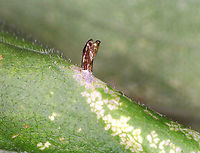 Cremastobombycia solidaginis (Pupal Skin) I collected the leafmine on 8/17/25 and the adult moth emerged on 8/19/25. The pupal skin was left sticking out of the epidermis of the leaf.<br />
<br />
Host: Solidago sp.<br />
https://www.jungledragon.com/image/171053/cremastobombycia_solidaginis.html<br />
https://www.jungledragon.com/image/171052/cremastobombycia_solidaginis_pupal_skin.html<br />
https://www.jungledragon.com/image/171051/cremastobombycia_solidaginis.html Cremastobombycia solidaginis,Geotagged,United States