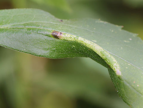 Cremastobombycia solidaginis I collected the leafmine on 8/17/25 and the adult moth emerged on 8/19/25. The pupal skin was left sticking out of the epidermis of the leaf.

Host: Solidago sp.
https://www.jungledragon.com/image/171053/cremastobombycia_solidaginis.html
https://www.jungledragon.com/image/171052/cremastobombycia_solidaginis_pupal_skin.html
https://www.jungledragon.com/image/171051/cremastobombycia_solidaginis.html Cremastobombycia,Cremastobombycia solidaginis,Geotagged,Summer,United States,leafminer,solidago