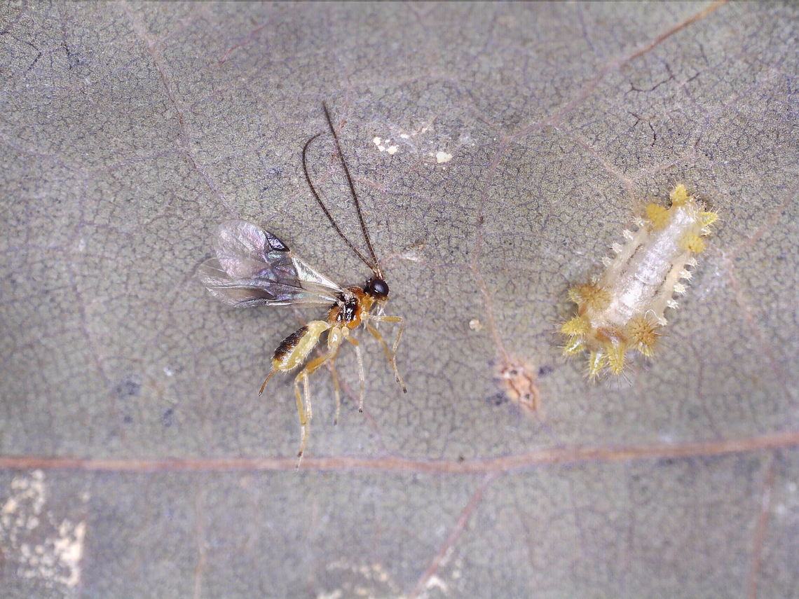 Parasitoid Wasp - Subfamily Braconinae On 8/2/25, I spotted a bunch of Acharia stimulea caterpillars on oak (Quercus). They were very vibrant: <figure class="photo"><a href="https://www.jungledragon.com/image/170739/saddleback_caterpillars_-_acharia_stimulea.html" title="Saddleback Caterpillars - Acharia stimulea"><img src="https://s3.amazonaws.com/media.jungledragon.com/images/3232/170739_thumb.jpg?AWSAccessKeyId=05GMT0V3GWVNE7GGM1R2&Expires=1759968010&Signature=FaPFDMi%2BNEvO3s4pHB8SYJVDw74%3D" width="200" height="160" alt="Saddleback Caterpillars - Acharia stimulea Host: Quercus Acharia stimulea,Geotagged,Saddleback Caterpillar,Summer,United States,acharia,caterpillar,larva" /></a></figure><br />
<br />
But, one caterpillar was pale. I thought that maybe it had recently molted and was in the process of darkening. Out of curiosity, I took it home to rear.<br />
<br />
By 8/8/25, the caterpillar had stopped moving. But, I could see something moving INSIDE of it. The caterpillar itself looked like an empty shell that was housing something...<br />
<br />
On 8/16/25, a wasp emerged from the parasitized caterpillar. I preserved the wasp in 70% EtOH and am hoping it can be IDed at some point.<br />
<br />
Videos that show the developing wasp moving inside the caterpillar. These videos are not dramatic, but you can see the slight movements:<br />
<section class="video"><iframe width="448" height="282" src="https://www.youtube-nocookie.com/embed/GII4h_R5vEM?hd=1&autoplay=0&rel=0" frameborder="0" allowfullscreen></iframe></section><br />
<br />
<section class="video"><iframe width="448" height="282" src="https://www.youtube-nocookie.com/embed/GNYmAiahMwY?hd=1&autoplay=0&rel=0" frameborder="0" allowfullscreen></iframe></section><br />
 Acharia stimulea,Caterpillar,Geotagged,United States,braconidae,braconinae,parasitoid,wasp