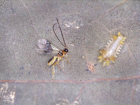 Parasitoid Wasp - Subfamily Braconinae On 8/2/25, I spotted a bunch of Acharia stimulea caterpillars on oak (Quercus). They were very vibrant: https://www.jungledragon.com/image/170739/saddleback_caterpillars_-_acharia_stimulea.html

But, one caterpillar was pale. I thought that maybe it had recently molted and was in the process of darkening. Out of curiosity, I took it home to rear.

By 8/8/25, the caterpillar had stopped moving. But, I could see something moving INSIDE of it. The caterpillar itself looked like an empty shell that was housing something...

On 8/16/25, a wasp emerged from the parasitized caterpillar. I preserved the wasp in 70% EtOH and am hoping it can be IDed at some point.

Videos that show the developing wasp moving inside the caterpillar. These videos are not dramatic, but you can see the slight movements:
https://www.youtube.com/watch?v=GII4h_R5vEM

https://www.youtube.com/watch?v=GNYmAiahMwY
 Acharia stimulea,Caterpillar,Geotagged,United States,braconidae,braconinae,parasitoid,wasp