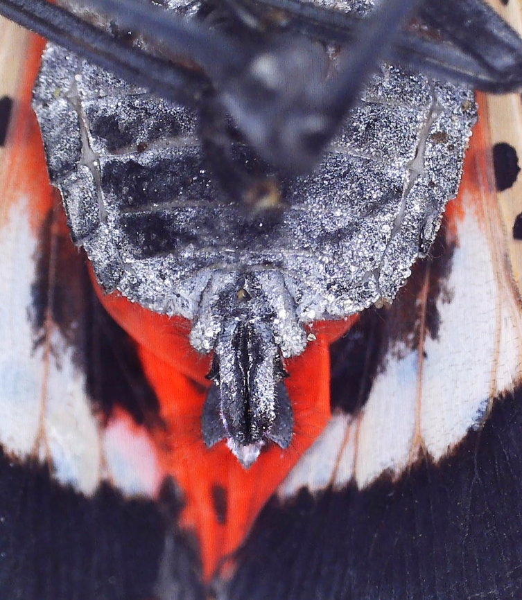 Spotted Lanternfly (Male) - Lycorma delicatula Male genitalia -- no red valvifers.<br />
<figure class="photo"><a href="https://www.jungledragon.com/image/171059/spotted_lanternfly_-_lycorma_delicatula.html" title="Spotted Lanternfly - Lycorma delicatula"><img src="https://s3.amazonaws.com/media.jungledragon.com/images/3232/171059_thumb.jpg?AWSAccessKeyId=05GMT0V3GWVNE7GGM1R2&Expires=1759968010&Signature=%2FwDTLZJJ1nSQ%2F9C7bDcL0OX0mGI%3D" width="200" height="148" alt="Spotted Lanternfly - Lycorma delicatula This one had a deformed wing.<br />
https://www.jungledragon.com/image/171059/spotted_lanternfly_-_lycorma_delicatula.html<br />
https://www.jungledragon.com/image/171057/spotted_lanternfly_-_lycorma_delicatula.html<br />
https://www.jungledragon.com/image/171056/spotted_lanternfly_-_lycorma_delicatula.html<br />
https://www.jungledragon.com/image/171058/spotted_lanternfly_female_-_lycorma_delicatula.html<br />
https://www.jungledragon.com/image/171055/spotted_lanternfly_male_-_lycorma_delicatula.html<br />
<br />
 Geotagged,Lycorma delicatula,Spotted Lanternfly,Summer,United States" /></a></figure><br />
<figure class="photo"><a href="https://www.jungledragon.com/image/171057/spotted_lanternfly_-_lycorma_delicatula.html" title="Spotted Lanternfly - Lycorma delicatula"><img src="https://s3.amazonaws.com/media.jungledragon.com/images/3232/171057_thumb.jpg?AWSAccessKeyId=05GMT0V3GWVNE7GGM1R2&Expires=1759968010&Signature=KO0KEN1PigNmYMGJzXvPot98fn4%3D" width="200" height="154" alt="Spotted Lanternfly - Lycorma delicatula The orange thing is not its eye. It is the bulbous base of the lanternfly&#039;s antenna.<br />
https://www.jungledragon.com/image/171059/spotted_lanternfly_-_lycorma_delicatula.html<br />
https://www.jungledragon.com/image/171057/spotted_lanternfly_-_lycorma_delicatula.html<br />
https://www.jungledragon.com/image/171056/spotted_lanternfly_-_lycorma_delicatula.html<br />
https://www.jungledragon.com/image/171058/spotted_lanternfly_female_-_lycorma_delicatula.html<br />
https://www.jungledragon.com/image/171055/spotted_lanternfly_male_-_lycorma_delicatula.html<br />
<br />
 Geotagged,Lycorma delicatula,Spotted Lanternfly,United States" /></a></figure><br />
<figure class="photo"><a href="https://www.jungledragon.com/image/171056/spotted_lanternfly_-_lycorma_delicatula.html" title="Spotted Lanternfly - Lycorma delicatula"><img src="https://s3.amazonaws.com/media.jungledragon.com/images/3232/171056_thumb.jpg?AWSAccessKeyId=05GMT0V3GWVNE7GGM1R2&Expires=1759968010&Signature=ueLNaXtdf6g%2FaiVwbIIJL2sPuio%3D" width="114" height="152" alt="Spotted Lanternfly - Lycorma delicatula I could do this all day and not catch them all. I have a small, handheld bug vacuum that I use to suck them up around my neighborhood each day. They are really fast though, so my technique is to whack them with an old magazine and then suck them up with the bug vac while they are stunned. Afterwards, I put them in the freezer until they are dead. I&#039;m surprised my neighbors haven&#039;t called the police on me yet. But, enough have already asked me what I&#039;m doing, so they are no longer alarmed when they see me outside whacking bushes and muttering to myself.<br />
https://www.jungledragon.com/image/171059/spotted_lanternfly_-_lycorma_delicatula.html<br />
https://www.jungledragon.com/image/171057/spotted_lanternfly_-_lycorma_delicatula.html<br />
https://www.jungledragon.com/image/171056/spotted_lanternfly_-_lycorma_delicatula.html<br />
https://www.jungledragon.com/image/171058/spotted_lanternfly_female_-_lycorma_delicatula.html<br />
https://www.jungledragon.com/image/171055/spotted_lanternfly_male_-_lycorma_delicatula.html<br />
<br />
 Geotagged,Lycorma delicatula,SLF,Spotted Lanternfly,United States" /></a></figure><br />
<figure class="photo"><a href="https://www.jungledragon.com/image/171058/spotted_lanternfly_female_-_lycorma_delicatula.html" title="Spotted Lanternfly (Female) - Lycorma delicatula"><img src="https://s3.amazonaws.com/media.jungledragon.com/images/3232/171058_thumb.jpg?AWSAccessKeyId=05GMT0V3GWVNE7GGM1R2&Expires=1759968010&Signature=e5ZSesxqk%2FcivqupPfKapMG%2BxXg%3D" width="124" height="152" alt="Spotted Lanternfly (Female) - Lycorma delicatula The female has a set of red valvifers at the distal end of the abdomen. <br />
https://www.jungledragon.com/image/171059/spotted_lanternfly_-_lycorma_delicatula.html<br />
https://www.jungledragon.com/image/171057/spotted_lanternfly_-_lycorma_delicatula.html<br />
https://www.jungledragon.com/image/171056/spotted_lanternfly_-_lycorma_delicatula.html<br />
https://www.jungledragon.com/image/171058/spotted_lanternfly_female_-_lycorma_delicatula.html<br />
https://www.jungledragon.com/image/171055/spotted_lanternfly_male_-_lycorma_delicatula.html<br />
<br />
 Geotagged,Lycorma delicatula,Spotted Lanternfly,United States" /></a></figure><br />
<figure class="photo"><a href="https://www.jungledragon.com/image/171055/spotted_lanternfly_male_-_lycorma_delicatula.html" title="Spotted Lanternfly (Male) - Lycorma delicatula"><img src="https://s3.amazonaws.com/media.jungledragon.com/images/3232/171055_thumb.jpg?AWSAccessKeyId=05GMT0V3GWVNE7GGM1R2&Expires=1759968010&Signature=DLBc5vB0H%2F0HbYJFtvOI%2B3Ja0%2FQ%3D" width="134" height="152" alt="Spotted Lanternfly (Male) - Lycorma delicatula Male genitalia -- no red valvifers.<br />
https://www.jungledragon.com/image/171059/spotted_lanternfly_-_lycorma_delicatula.html<br />
https://www.jungledragon.com/image/171057/spotted_lanternfly_-_lycorma_delicatula.html<br />
https://www.jungledragon.com/image/171056/spotted_lanternfly_-_lycorma_delicatula.html<br />
https://www.jungledragon.com/image/171058/spotted_lanternfly_female_-_lycorma_delicatula.html<br />
https://www.jungledragon.com/image/171055/spotted_lanternfly_male_-_lycorma_delicatula.html<br />
<br />
 Geotagged,Lycorma delicatula,Spotted Lanternfly,United States" /></a></figure><br />
<br />
 Geotagged,Lycorma delicatula,Spotted Lanternfly,United States