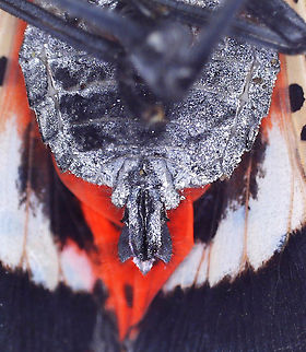 Spotted Lanternfly (Male) - Lycorma delicatula Male genitalia -- no red valvifers.
https://www.jungledragon.com/image/171059/spotted_lanternfly_-_lycorma_delicatula.html
https://www.jungledragon.com/image/171057/spotted_lanternfly_-_lycorma_delicatula.html
https://www.jungledragon.com/image/171056/spotted_lanternfly_-_lycorma_delicatula.html
https://www.jungledragon.com/image/171058/spotted_lanternfly_female_-_lycorma_delicatula.html
https://www.jungledragon.com/image/171055/spotted_lanternfly_male_-_lycorma_delicatula.html

 Geotagged,Lycorma delicatula,Spotted Lanternfly,United States