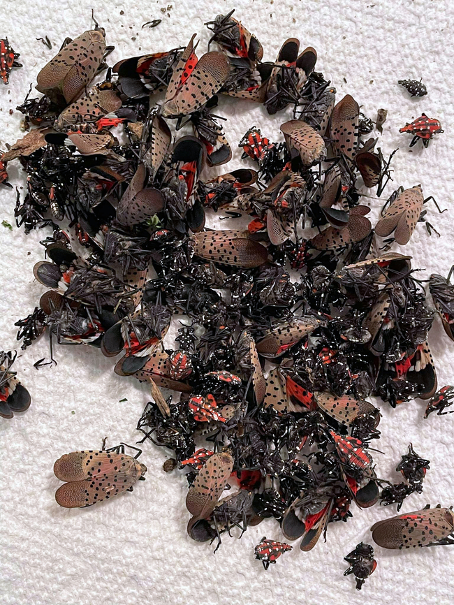 Spotted Lanternfly - Lycorma delicatula I could do this all day and not catch them all. I have a small, handheld bug vacuum that I use to suck them up around my neighborhood each day. They are really fast though, so my technique is to whack them with an old magazine and then suck them up with the bug vac while they are stunned. Afterwards, I put them in the freezer until they are dead. I&#039;m surprised my neighbors haven&#039;t called the police on me yet. But, enough have already asked me what I&#039;m doing, so they are no longer alarmed when they see me outside whacking bushes and muttering to myself.<br />
<figure class="photo"><a href="https://www.jungledragon.com/image/171059/spotted_lanternfly_-_lycorma_delicatula.html" title="Spotted Lanternfly - Lycorma delicatula"><img src="https://s3.amazonaws.com/media.jungledragon.com/images/3232/171059_thumb.jpg?AWSAccessKeyId=05GMT0V3GWVNE7GGM1R2&Expires=1759968010&Signature=%2FwDTLZJJ1nSQ%2F9C7bDcL0OX0mGI%3D" width="200" height="148" alt="Spotted Lanternfly - Lycorma delicatula This one had a deformed wing.<br />
https://www.jungledragon.com/image/171059/spotted_lanternfly_-_lycorma_delicatula.html<br />
https://www.jungledragon.com/image/171057/spotted_lanternfly_-_lycorma_delicatula.html<br />
https://www.jungledragon.com/image/171056/spotted_lanternfly_-_lycorma_delicatula.html<br />
https://www.jungledragon.com/image/171058/spotted_lanternfly_female_-_lycorma_delicatula.html<br />
https://www.jungledragon.com/image/171055/spotted_lanternfly_male_-_lycorma_delicatula.html<br />
<br />
 Geotagged,Lycorma delicatula,Spotted Lanternfly,Summer,United States" /></a></figure><br />
<figure class="photo"><a href="https://www.jungledragon.com/image/171057/spotted_lanternfly_-_lycorma_delicatula.html" title="Spotted Lanternfly - Lycorma delicatula"><img src="https://s3.amazonaws.com/media.jungledragon.com/images/3232/171057_thumb.jpg?AWSAccessKeyId=05GMT0V3GWVNE7GGM1R2&Expires=1759968010&Signature=KO0KEN1PigNmYMGJzXvPot98fn4%3D" width="200" height="154" alt="Spotted Lanternfly - Lycorma delicatula The orange thing is not its eye. It is the bulbous base of the lanternfly&#039;s antenna.<br />
https://www.jungledragon.com/image/171059/spotted_lanternfly_-_lycorma_delicatula.html<br />
https://www.jungledragon.com/image/171057/spotted_lanternfly_-_lycorma_delicatula.html<br />
https://www.jungledragon.com/image/171056/spotted_lanternfly_-_lycorma_delicatula.html<br />
https://www.jungledragon.com/image/171058/spotted_lanternfly_female_-_lycorma_delicatula.html<br />
https://www.jungledragon.com/image/171055/spotted_lanternfly_male_-_lycorma_delicatula.html<br />
<br />
 Geotagged,Lycorma delicatula,Spotted Lanternfly,United States" /></a></figure><br />
<figure class="photo"><a href="https://www.jungledragon.com/image/171056/spotted_lanternfly_-_lycorma_delicatula.html" title="Spotted Lanternfly - Lycorma delicatula"><img src="https://s3.amazonaws.com/media.jungledragon.com/images/3232/171056_thumb.jpg?AWSAccessKeyId=05GMT0V3GWVNE7GGM1R2&Expires=1759968010&Signature=ueLNaXtdf6g%2FaiVwbIIJL2sPuio%3D" width="114" height="152" alt="Spotted Lanternfly - Lycorma delicatula I could do this all day and not catch them all. I have a small, handheld bug vacuum that I use to suck them up around my neighborhood each day. They are really fast though, so my technique is to whack them with an old magazine and then suck them up with the bug vac while they are stunned. Afterwards, I put them in the freezer until they are dead. I&#039;m surprised my neighbors haven&#039;t called the police on me yet. But, enough have already asked me what I&#039;m doing, so they are no longer alarmed when they see me outside whacking bushes and muttering to myself.<br />
https://www.jungledragon.com/image/171059/spotted_lanternfly_-_lycorma_delicatula.html<br />
https://www.jungledragon.com/image/171057/spotted_lanternfly_-_lycorma_delicatula.html<br />
https://www.jungledragon.com/image/171056/spotted_lanternfly_-_lycorma_delicatula.html<br />
https://www.jungledragon.com/image/171058/spotted_lanternfly_female_-_lycorma_delicatula.html<br />
https://www.jungledragon.com/image/171055/spotted_lanternfly_male_-_lycorma_delicatula.html<br />
<br />
 Geotagged,Lycorma delicatula,SLF,Spotted Lanternfly,United States" /></a></figure><br />
<figure class="photo"><a href="https://www.jungledragon.com/image/171058/spotted_lanternfly_female_-_lycorma_delicatula.html" title="Spotted Lanternfly (Female) - Lycorma delicatula"><img src="https://s3.amazonaws.com/media.jungledragon.com/images/3232/171058_thumb.jpg?AWSAccessKeyId=05GMT0V3GWVNE7GGM1R2&Expires=1759968010&Signature=e5ZSesxqk%2FcivqupPfKapMG%2BxXg%3D" width="124" height="152" alt="Spotted Lanternfly (Female) - Lycorma delicatula The female has a set of red valvifers at the distal end of the abdomen. <br />
https://www.jungledragon.com/image/171059/spotted_lanternfly_-_lycorma_delicatula.html<br />
https://www.jungledragon.com/image/171057/spotted_lanternfly_-_lycorma_delicatula.html<br />
https://www.jungledragon.com/image/171056/spotted_lanternfly_-_lycorma_delicatula.html<br />
https://www.jungledragon.com/image/171058/spotted_lanternfly_female_-_lycorma_delicatula.html<br />
https://www.jungledragon.com/image/171055/spotted_lanternfly_male_-_lycorma_delicatula.html<br />
<br />
 Geotagged,Lycorma delicatula,Spotted Lanternfly,United States" /></a></figure><br />
<figure class="photo"><a href="https://www.jungledragon.com/image/171055/spotted_lanternfly_male_-_lycorma_delicatula.html" title="Spotted Lanternfly (Male) - Lycorma delicatula"><img src="https://s3.amazonaws.com/media.jungledragon.com/images/3232/171055_thumb.jpg?AWSAccessKeyId=05GMT0V3GWVNE7GGM1R2&Expires=1759968010&Signature=DLBc5vB0H%2F0HbYJFtvOI%2B3Ja0%2FQ%3D" width="134" height="152" alt="Spotted Lanternfly (Male) - Lycorma delicatula Male genitalia -- no red valvifers.<br />
https://www.jungledragon.com/image/171059/spotted_lanternfly_-_lycorma_delicatula.html<br />
https://www.jungledragon.com/image/171057/spotted_lanternfly_-_lycorma_delicatula.html<br />
https://www.jungledragon.com/image/171056/spotted_lanternfly_-_lycorma_delicatula.html<br />
https://www.jungledragon.com/image/171058/spotted_lanternfly_female_-_lycorma_delicatula.html<br />
https://www.jungledragon.com/image/171055/spotted_lanternfly_male_-_lycorma_delicatula.html<br />
<br />
 Geotagged,Lycorma delicatula,Spotted Lanternfly,United States" /></a></figure><br />
<br />
 Geotagged,Lycorma delicatula,SLF,Spotted Lanternfly,United States