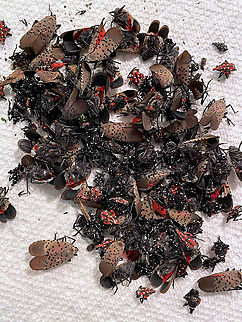 Spotted Lanternfly - Lycorma delicatula I could do this all day and not catch them all. I have a small, handheld bug vacuum that I use to suck them up around my neighborhood each day. They are really fast though, so my technique is to whack them with an old magazine and then suck them up with the bug vac while they are stunned. Afterwards, I put them in the freezer until they are dead. I'm surprised my neighbors haven't called the police on me yet. But, enough have already asked me what I'm doing, so they are no longer alarmed when they see me outside whacking bushes and muttering to myself.
https://www.jungledragon.com/image/171059/spotted_lanternfly_-_lycorma_delicatula.html
https://www.jungledragon.com/image/171057/spotted_lanternfly_-_lycorma_delicatula.html
https://www.jungledragon.com/image/171056/spotted_lanternfly_-_lycorma_delicatula.html
https://www.jungledragon.com/image/171058/spotted_lanternfly_female_-_lycorma_delicatula.html
https://www.jungledragon.com/image/171055/spotted_lanternfly_male_-_lycorma_delicatula.html

 Geotagged,Lycorma delicatula,SLF,Spotted Lanternfly,United States