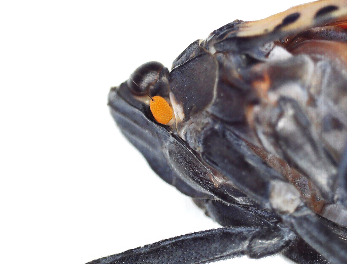 Spotted Lanternfly - Lycorma delicatula The orange thing is not its eye. It is the bulbous base of the lanternfly&#039;s antenna.<br />
<figure class="photo"><a href="https://www.jungledragon.com/image/171059/spotted_lanternfly_-_lycorma_delicatula.html" title="Spotted Lanternfly - Lycorma delicatula"><img src="https://s3.amazonaws.com/media.jungledragon.com/images/3232/171059_thumb.jpg?AWSAccessKeyId=05GMT0V3GWVNE7GGM1R2&Expires=1759968010&Signature=%2FwDTLZJJ1nSQ%2F9C7bDcL0OX0mGI%3D" width="200" height="148" alt="Spotted Lanternfly - Lycorma delicatula This one had a deformed wing.<br />
https://www.jungledragon.com/image/171059/spotted_lanternfly_-_lycorma_delicatula.html<br />
https://www.jungledragon.com/image/171057/spotted_lanternfly_-_lycorma_delicatula.html<br />
https://www.jungledragon.com/image/171056/spotted_lanternfly_-_lycorma_delicatula.html<br />
https://www.jungledragon.com/image/171058/spotted_lanternfly_female_-_lycorma_delicatula.html<br />
https://www.jungledragon.com/image/171055/spotted_lanternfly_male_-_lycorma_delicatula.html<br />
<br />
 Geotagged,Lycorma delicatula,Spotted Lanternfly,Summer,United States" /></a></figure><br />
<figure class="photo"><a href="https://www.jungledragon.com/image/171057/spotted_lanternfly_-_lycorma_delicatula.html" title="Spotted Lanternfly - Lycorma delicatula"><img src="https://s3.amazonaws.com/media.jungledragon.com/images/3232/171057_thumb.jpg?AWSAccessKeyId=05GMT0V3GWVNE7GGM1R2&Expires=1759968010&Signature=KO0KEN1PigNmYMGJzXvPot98fn4%3D" width="200" height="154" alt="Spotted Lanternfly - Lycorma delicatula The orange thing is not its eye. It is the bulbous base of the lanternfly&#039;s antenna.<br />
https://www.jungledragon.com/image/171059/spotted_lanternfly_-_lycorma_delicatula.html<br />
https://www.jungledragon.com/image/171057/spotted_lanternfly_-_lycorma_delicatula.html<br />
https://www.jungledragon.com/image/171056/spotted_lanternfly_-_lycorma_delicatula.html<br />
https://www.jungledragon.com/image/171058/spotted_lanternfly_female_-_lycorma_delicatula.html<br />
https://www.jungledragon.com/image/171055/spotted_lanternfly_male_-_lycorma_delicatula.html<br />
<br />
 Geotagged,Lycorma delicatula,Spotted Lanternfly,United States" /></a></figure><br />
<figure class="photo"><a href="https://www.jungledragon.com/image/171056/spotted_lanternfly_-_lycorma_delicatula.html" title="Spotted Lanternfly - Lycorma delicatula"><img src="https://s3.amazonaws.com/media.jungledragon.com/images/3232/171056_thumb.jpg?AWSAccessKeyId=05GMT0V3GWVNE7GGM1R2&Expires=1759968010&Signature=ueLNaXtdf6g%2FaiVwbIIJL2sPuio%3D" width="114" height="152" alt="Spotted Lanternfly - Lycorma delicatula I could do this all day and not catch them all. I have a small, handheld bug vacuum that I use to suck them up around my neighborhood each day. They are really fast though, so my technique is to whack them with an old magazine and then suck them up with the bug vac while they are stunned. Afterwards, I put them in the freezer until they are dead. I&#039;m surprised my neighbors haven&#039;t called the police on me yet. But, enough have already asked me what I&#039;m doing, so they are no longer alarmed when they see me outside whacking bushes and muttering to myself.<br />
https://www.jungledragon.com/image/171059/spotted_lanternfly_-_lycorma_delicatula.html<br />
https://www.jungledragon.com/image/171057/spotted_lanternfly_-_lycorma_delicatula.html<br />
https://www.jungledragon.com/image/171056/spotted_lanternfly_-_lycorma_delicatula.html<br />
https://www.jungledragon.com/image/171058/spotted_lanternfly_female_-_lycorma_delicatula.html<br />
https://www.jungledragon.com/image/171055/spotted_lanternfly_male_-_lycorma_delicatula.html<br />
<br />
 Geotagged,Lycorma delicatula,SLF,Spotted Lanternfly,United States" /></a></figure><br />
<figure class="photo"><a href="https://www.jungledragon.com/image/171058/spotted_lanternfly_female_-_lycorma_delicatula.html" title="Spotted Lanternfly (Female) - Lycorma delicatula"><img src="https://s3.amazonaws.com/media.jungledragon.com/images/3232/171058_thumb.jpg?AWSAccessKeyId=05GMT0V3GWVNE7GGM1R2&Expires=1759968010&Signature=e5ZSesxqk%2FcivqupPfKapMG%2BxXg%3D" width="124" height="152" alt="Spotted Lanternfly (Female) - Lycorma delicatula The female has a set of red valvifers at the distal end of the abdomen. <br />
https://www.jungledragon.com/image/171059/spotted_lanternfly_-_lycorma_delicatula.html<br />
https://www.jungledragon.com/image/171057/spotted_lanternfly_-_lycorma_delicatula.html<br />
https://www.jungledragon.com/image/171056/spotted_lanternfly_-_lycorma_delicatula.html<br />
https://www.jungledragon.com/image/171058/spotted_lanternfly_female_-_lycorma_delicatula.html<br />
https://www.jungledragon.com/image/171055/spotted_lanternfly_male_-_lycorma_delicatula.html<br />
<br />
 Geotagged,Lycorma delicatula,Spotted Lanternfly,United States" /></a></figure><br />
<figure class="photo"><a href="https://www.jungledragon.com/image/171055/spotted_lanternfly_male_-_lycorma_delicatula.html" title="Spotted Lanternfly (Male) - Lycorma delicatula"><img src="https://s3.amazonaws.com/media.jungledragon.com/images/3232/171055_thumb.jpg?AWSAccessKeyId=05GMT0V3GWVNE7GGM1R2&Expires=1759968010&Signature=DLBc5vB0H%2F0HbYJFtvOI%2B3Ja0%2FQ%3D" width="134" height="152" alt="Spotted Lanternfly (Male) - Lycorma delicatula Male genitalia -- no red valvifers.<br />
https://www.jungledragon.com/image/171059/spotted_lanternfly_-_lycorma_delicatula.html<br />
https://www.jungledragon.com/image/171057/spotted_lanternfly_-_lycorma_delicatula.html<br />
https://www.jungledragon.com/image/171056/spotted_lanternfly_-_lycorma_delicatula.html<br />
https://www.jungledragon.com/image/171058/spotted_lanternfly_female_-_lycorma_delicatula.html<br />
https://www.jungledragon.com/image/171055/spotted_lanternfly_male_-_lycorma_delicatula.html<br />
<br />
 Geotagged,Lycorma delicatula,Spotted Lanternfly,United States" /></a></figure><br />
<br />
 Geotagged,Lycorma delicatula,Spotted Lanternfly,United States