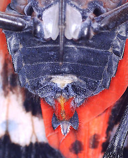 Spotted Lanternfly (Female) - Lycorma delicatula The female has a set of red valvifers at the distal end of the abdomen. 
https://www.jungledragon.com/image/171059/spotted_lanternfly_-_lycorma_delicatula.html
https://www.jungledragon.com/image/171057/spotted_lanternfly_-_lycorma_delicatula.html
https://www.jungledragon.com/image/171056/spotted_lanternfly_-_lycorma_delicatula.html
https://www.jungledragon.com/image/171058/spotted_lanternfly_female_-_lycorma_delicatula.html
https://www.jungledragon.com/image/171055/spotted_lanternfly_male_-_lycorma_delicatula.html

 Geotagged,Lycorma delicatula,Spotted Lanternfly,United States