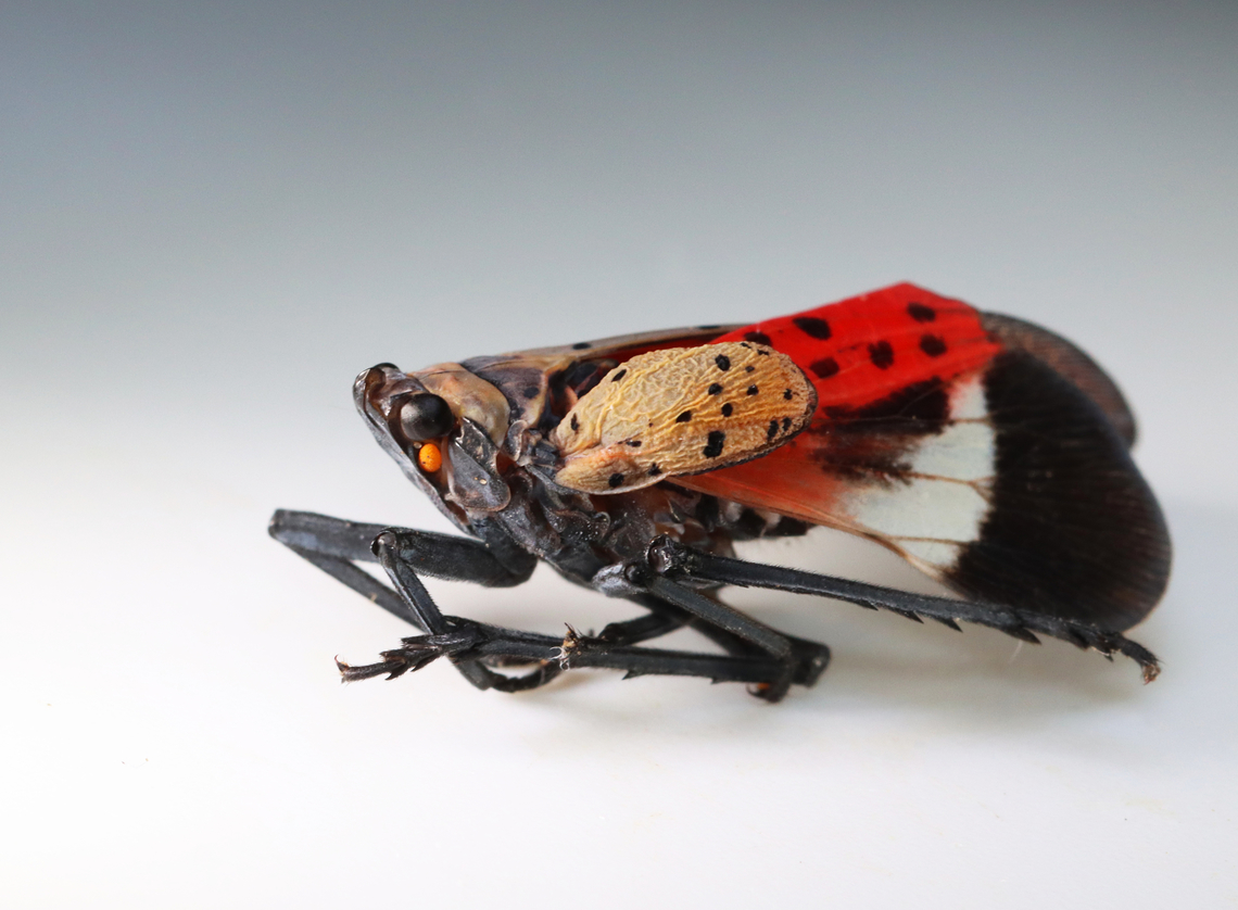 Spotted Lanternfly - Lycorma delicatula This one had a deformed wing.<br />
<figure class="photo"><a href="https://www.jungledragon.com/image/171059/spotted_lanternfly_-_lycorma_delicatula.html" title="Spotted Lanternfly - Lycorma delicatula"><img src="https://s3.amazonaws.com/media.jungledragon.com/images/3232/171059_thumb.jpg?AWSAccessKeyId=05GMT0V3GWVNE7GGM1R2&Expires=1759968010&Signature=%2FwDTLZJJ1nSQ%2F9C7bDcL0OX0mGI%3D" width="200" height="148" alt="Spotted Lanternfly - Lycorma delicatula This one had a deformed wing.<br />
https://www.jungledragon.com/image/171059/spotted_lanternfly_-_lycorma_delicatula.html<br />
https://www.jungledragon.com/image/171057/spotted_lanternfly_-_lycorma_delicatula.html<br />
https://www.jungledragon.com/image/171056/spotted_lanternfly_-_lycorma_delicatula.html<br />
https://www.jungledragon.com/image/171058/spotted_lanternfly_female_-_lycorma_delicatula.html<br />
https://www.jungledragon.com/image/171055/spotted_lanternfly_male_-_lycorma_delicatula.html<br />
<br />
 Geotagged,Lycorma delicatula,Spotted Lanternfly,Summer,United States" /></a></figure><br />
<figure class="photo"><a href="https://www.jungledragon.com/image/171057/spotted_lanternfly_-_lycorma_delicatula.html" title="Spotted Lanternfly - Lycorma delicatula"><img src="https://s3.amazonaws.com/media.jungledragon.com/images/3232/171057_thumb.jpg?AWSAccessKeyId=05GMT0V3GWVNE7GGM1R2&Expires=1759968010&Signature=KO0KEN1PigNmYMGJzXvPot98fn4%3D" width="200" height="154" alt="Spotted Lanternfly - Lycorma delicatula The orange thing is not its eye. It is the bulbous base of the lanternfly&#039;s antenna.<br />
https://www.jungledragon.com/image/171059/spotted_lanternfly_-_lycorma_delicatula.html<br />
https://www.jungledragon.com/image/171057/spotted_lanternfly_-_lycorma_delicatula.html<br />
https://www.jungledragon.com/image/171056/spotted_lanternfly_-_lycorma_delicatula.html<br />
https://www.jungledragon.com/image/171058/spotted_lanternfly_female_-_lycorma_delicatula.html<br />
https://www.jungledragon.com/image/171055/spotted_lanternfly_male_-_lycorma_delicatula.html<br />
<br />
 Geotagged,Lycorma delicatula,Spotted Lanternfly,United States" /></a></figure><br />
<figure class="photo"><a href="https://www.jungledragon.com/image/171056/spotted_lanternfly_-_lycorma_delicatula.html" title="Spotted Lanternfly - Lycorma delicatula"><img src="https://s3.amazonaws.com/media.jungledragon.com/images/3232/171056_thumb.jpg?AWSAccessKeyId=05GMT0V3GWVNE7GGM1R2&Expires=1759968010&Signature=ueLNaXtdf6g%2FaiVwbIIJL2sPuio%3D" width="114" height="152" alt="Spotted Lanternfly - Lycorma delicatula I could do this all day and not catch them all. I have a small, handheld bug vacuum that I use to suck them up around my neighborhood each day. They are really fast though, so my technique is to whack them with an old magazine and then suck them up with the bug vac while they are stunned. Afterwards, I put them in the freezer until they are dead. I&#039;m surprised my neighbors haven&#039;t called the police on me yet. But, enough have already asked me what I&#039;m doing, so they are no longer alarmed when they see me outside whacking bushes and muttering to myself.<br />
https://www.jungledragon.com/image/171059/spotted_lanternfly_-_lycorma_delicatula.html<br />
https://www.jungledragon.com/image/171057/spotted_lanternfly_-_lycorma_delicatula.html<br />
https://www.jungledragon.com/image/171056/spotted_lanternfly_-_lycorma_delicatula.html<br />
https://www.jungledragon.com/image/171058/spotted_lanternfly_female_-_lycorma_delicatula.html<br />
https://www.jungledragon.com/image/171055/spotted_lanternfly_male_-_lycorma_delicatula.html<br />
<br />
 Geotagged,Lycorma delicatula,SLF,Spotted Lanternfly,United States" /></a></figure><br />
<figure class="photo"><a href="https://www.jungledragon.com/image/171058/spotted_lanternfly_female_-_lycorma_delicatula.html" title="Spotted Lanternfly (Female) - Lycorma delicatula"><img src="https://s3.amazonaws.com/media.jungledragon.com/images/3232/171058_thumb.jpg?AWSAccessKeyId=05GMT0V3GWVNE7GGM1R2&Expires=1759968010&Signature=e5ZSesxqk%2FcivqupPfKapMG%2BxXg%3D" width="124" height="152" alt="Spotted Lanternfly (Female) - Lycorma delicatula The female has a set of red valvifers at the distal end of the abdomen. <br />
https://www.jungledragon.com/image/171059/spotted_lanternfly_-_lycorma_delicatula.html<br />
https://www.jungledragon.com/image/171057/spotted_lanternfly_-_lycorma_delicatula.html<br />
https://www.jungledragon.com/image/171056/spotted_lanternfly_-_lycorma_delicatula.html<br />
https://www.jungledragon.com/image/171058/spotted_lanternfly_female_-_lycorma_delicatula.html<br />
https://www.jungledragon.com/image/171055/spotted_lanternfly_male_-_lycorma_delicatula.html<br />
<br />
 Geotagged,Lycorma delicatula,Spotted Lanternfly,United States" /></a></figure><br />
<figure class="photo"><a href="https://www.jungledragon.com/image/171055/spotted_lanternfly_male_-_lycorma_delicatula.html" title="Spotted Lanternfly (Male) - Lycorma delicatula"><img src="https://s3.amazonaws.com/media.jungledragon.com/images/3232/171055_thumb.jpg?AWSAccessKeyId=05GMT0V3GWVNE7GGM1R2&Expires=1759968010&Signature=DLBc5vB0H%2F0HbYJFtvOI%2B3Ja0%2FQ%3D" width="134" height="152" alt="Spotted Lanternfly (Male) - Lycorma delicatula Male genitalia -- no red valvifers.<br />
https://www.jungledragon.com/image/171059/spotted_lanternfly_-_lycorma_delicatula.html<br />
https://www.jungledragon.com/image/171057/spotted_lanternfly_-_lycorma_delicatula.html<br />
https://www.jungledragon.com/image/171056/spotted_lanternfly_-_lycorma_delicatula.html<br />
https://www.jungledragon.com/image/171058/spotted_lanternfly_female_-_lycorma_delicatula.html<br />
https://www.jungledragon.com/image/171055/spotted_lanternfly_male_-_lycorma_delicatula.html<br />
<br />
 Geotagged,Lycorma delicatula,Spotted Lanternfly,United States" /></a></figure><br />
<br />
 Geotagged,Lycorma delicatula,Spotted Lanternfly,Summer,United States