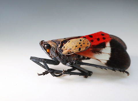 Spotted Lanternfly - Lycorma delicatula This one had a deformed wing.
https://www.jungledragon.com/image/171059/spotted_lanternfly_-_lycorma_delicatula.html
https://www.jungledragon.com/image/171057/spotted_lanternfly_-_lycorma_delicatula.html
https://www.jungledragon.com/image/171056/spotted_lanternfly_-_lycorma_delicatula.html
https://www.jungledragon.com/image/171058/spotted_lanternfly_female_-_lycorma_delicatula.html
https://www.jungledragon.com/image/171055/spotted_lanternfly_male_-_lycorma_delicatula.html

 Geotagged,Lycorma delicatula,Spotted Lanternfly,Summer,United States