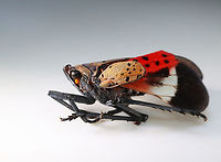 Spotted Lanternfly - Lycorma delicatula This one had a deformed wing.<br />
https://www.jungledragon.com/image/171059/spotted_lanternfly_-_lycorma_delicatula.html<br />
https://www.jungledragon.com/image/171057/spotted_lanternfly_-_lycorma_delicatula.html<br />
https://www.jungledragon.com/image/171056/spotted_lanternfly_-_lycorma_delicatula.html<br />
https://www.jungledragon.com/image/171058/spotted_lanternfly_female_-_lycorma_delicatula.html<br />
https://www.jungledragon.com/image/171055/spotted_lanternfly_male_-_lycorma_delicatula.html<br />
<br />
Geotagged,Lycorma delicatula,Spotted Lanternfly,Summer,United States