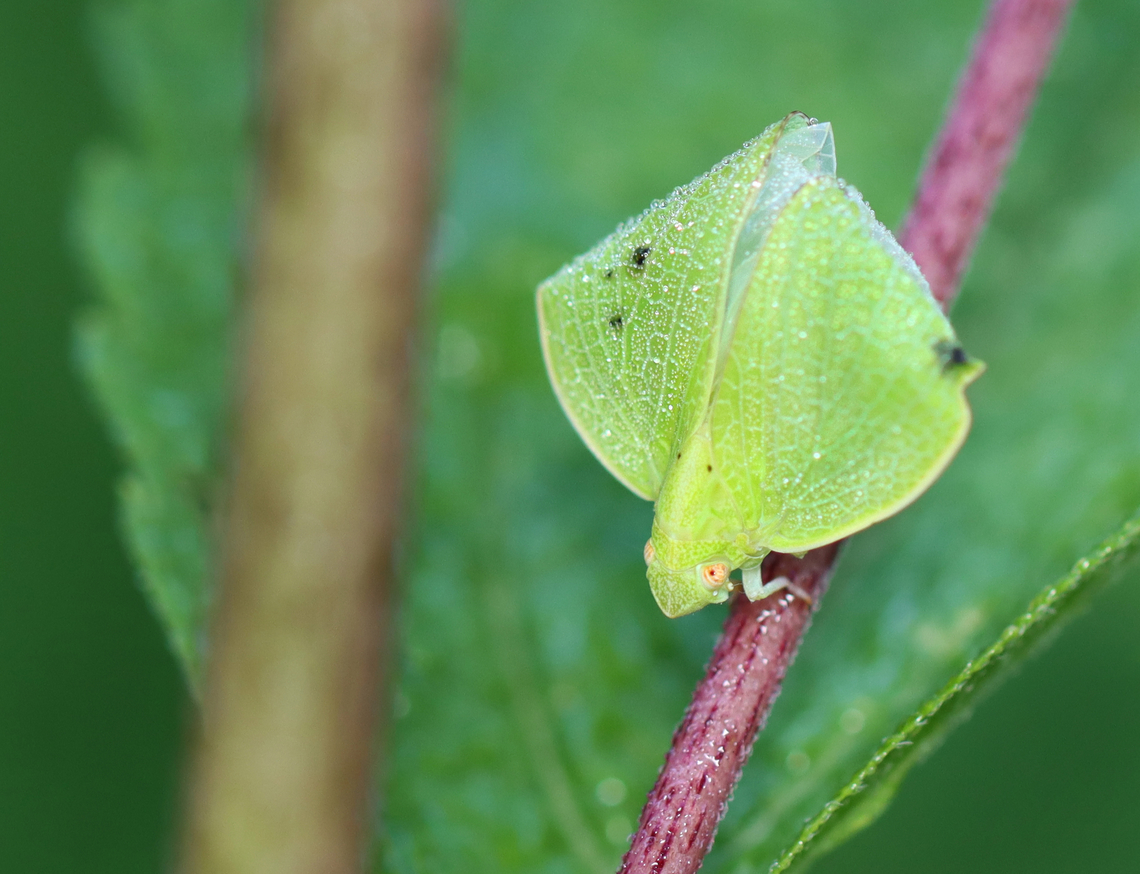 Planthopper - Acanalonia conica A bit deformed, but not feeling sorry for itself. Acanalonia,Acanalonia conica,Geotagged,Green cone-headed planthopper,Summer,United States