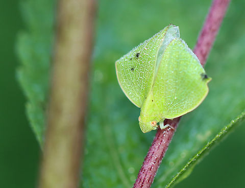 Planthopper - Acanalonia conica A bit deformed, but not feeling sorry for itself. Acanalonia,Acanalonia conica,Geotagged,Green cone-headed planthopper,Summer,United States