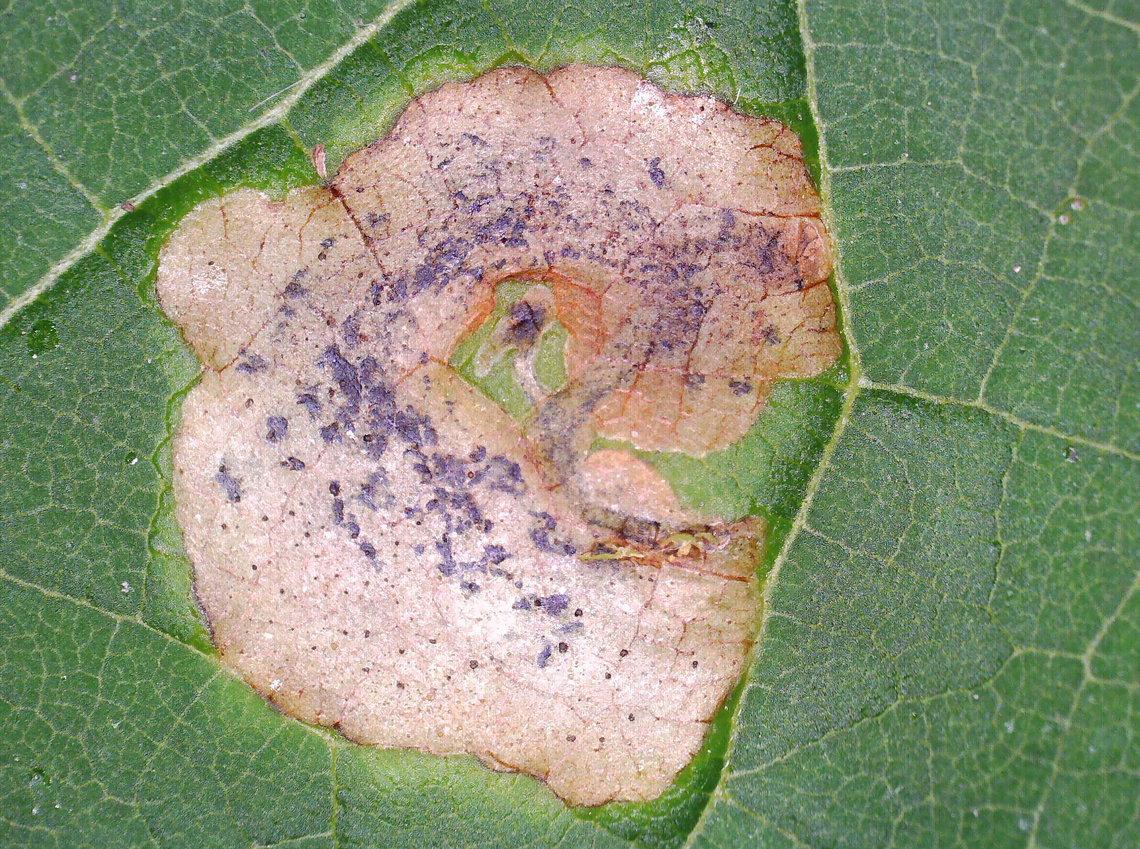 Leafmine - Amauromyza pleuralis Multiple mines per leaf.<br />
<br />
Host: Catalpa speciosa<br />
<figure class="photo"><a href="https://www.jungledragon.com/image/171139/leafmine_-_amauromyza_pleuralis.html" title="Leafmine - Amauromyza pleuralis"><img src="https://s3.amazonaws.com/media.jungledragon.com/images/3232/171139_thumb.jpg?AWSAccessKeyId=05GMT0V3GWVNE7GGM1R2&Expires=1770854410&Signature=w%2B4%2BO0DxcxN7PDFc%2FfZiiMjDp6c%3D" width="122" height="152" alt="Leafmine - Amauromyza pleuralis Multiple mines per leaf.  <br />
<br />
Host: Catalpa speciosa<br />
https://www.jungledragon.com/image/171138/leafmine_-_amauromyza_pleuralis.html Amauromyza pleuralis,Geotagged,Summer,United States" /></a></figure> Amauromyza,Amauromyza pleuralis,Geotagged,United States,catalpa,leafmine