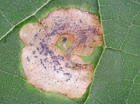Leafmine - Amauromyza pleuralis Multiple mines per leaf.

Host: Catalpa speciosa
https://www.jungledragon.com/image/171139/leafmine_-_amauromyza_pleuralis.html Amauromyza,Amauromyza pleuralis,Geotagged,United States,catalpa,leafmine