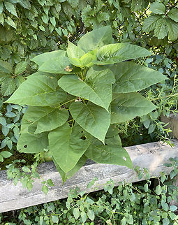 Amauromyza pleuralis