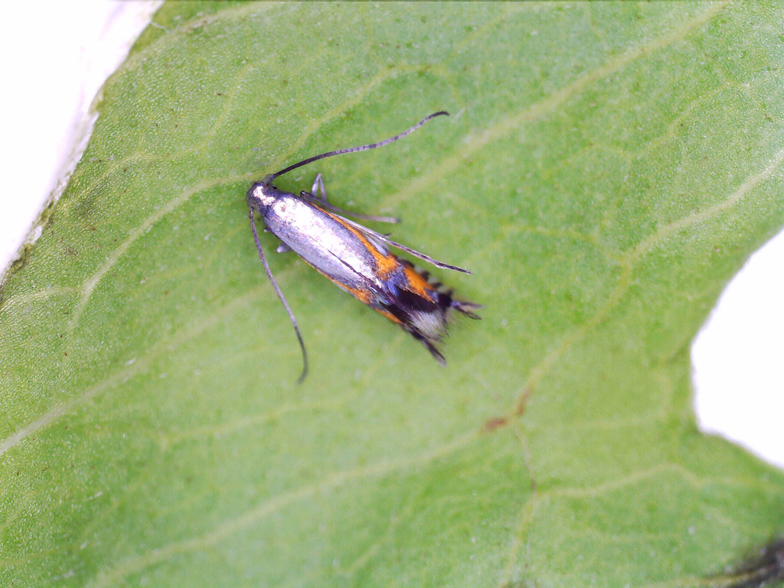 Moth - Phyllocnistis insignis Adding this photo so we have an adult in the database.<br />
<br />
I collected some leafmines for this moth on 8/23/25. The first adult emerged 8/27/25. A 2nd emerged on 8/29/25.<br />
<br />
Host: Erechtites Geotagged,Phyllocnistis,Phyllocnistis insignis,United States,moth