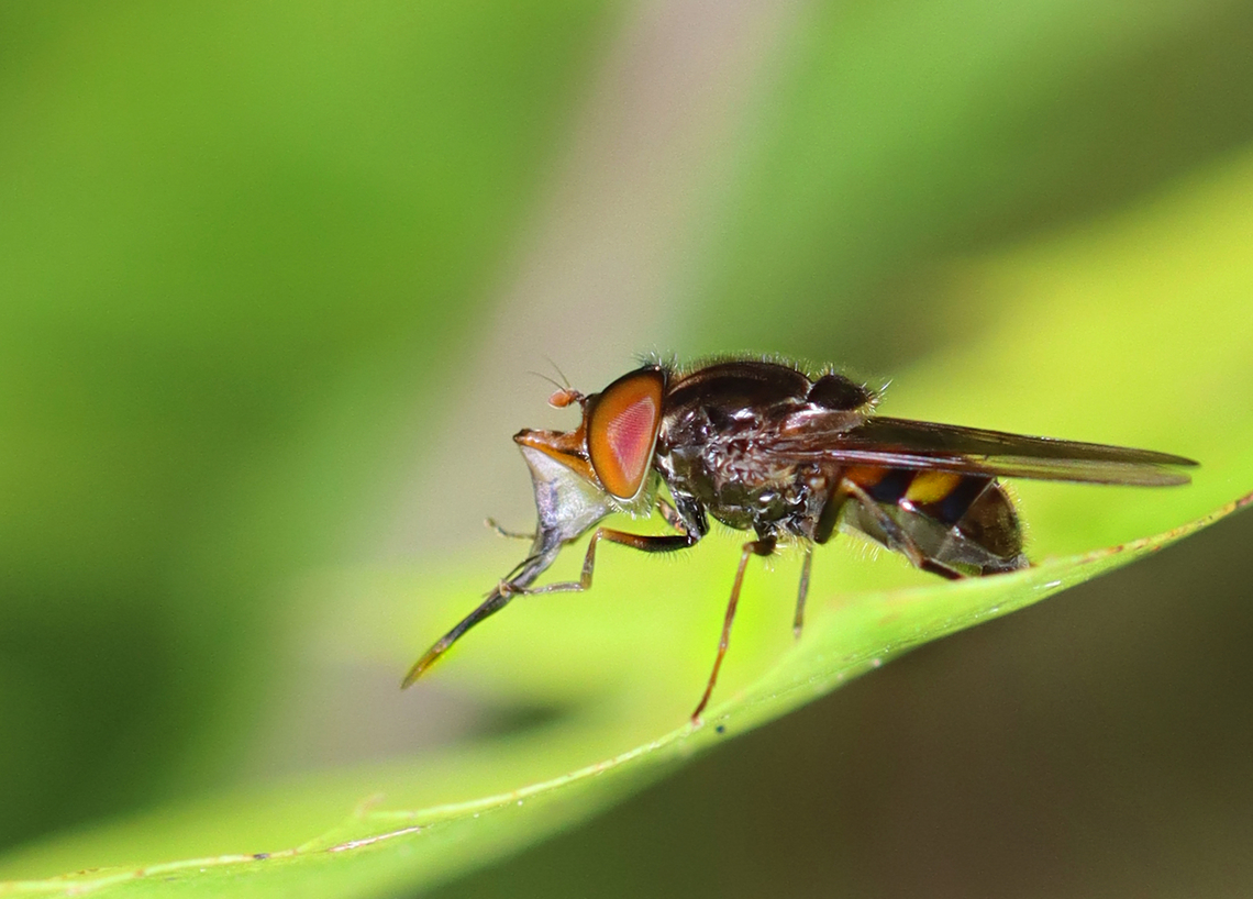 Rhingia nasica Crazy mouthparts!<br />
<figure class="photo"><a href="https://www.jungledragon.com/image/171237/rhingia_nasica.html" title="Rhingia nasica"><img src="https://s3.amazonaws.com/media.jungledragon.com/images/3232/171237_thumb.jpg?AWSAccessKeyId=05GMT0V3GWVNE7GGM1R2&Expires=1759968010&Signature=KBnomfQnIcKHKfkAbg0aENgWoLc%3D" width="200" height="142" alt="Rhingia nasica With mouthparts put away.<br />
https://www.jungledragon.com/image/171236/rhingia_nasica.html Geotagged,Rhingia nasica,Summer,United States" /></a></figure> Geotagged,Rhingia,Rhingia nasica,Summer,United States