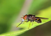 Rhingia nasica Crazy mouthparts!<br />
https://www.jungledragon.com/image/171237/rhingia_nasica.html Geotagged,Rhingia,Rhingia nasica,Summer,United States