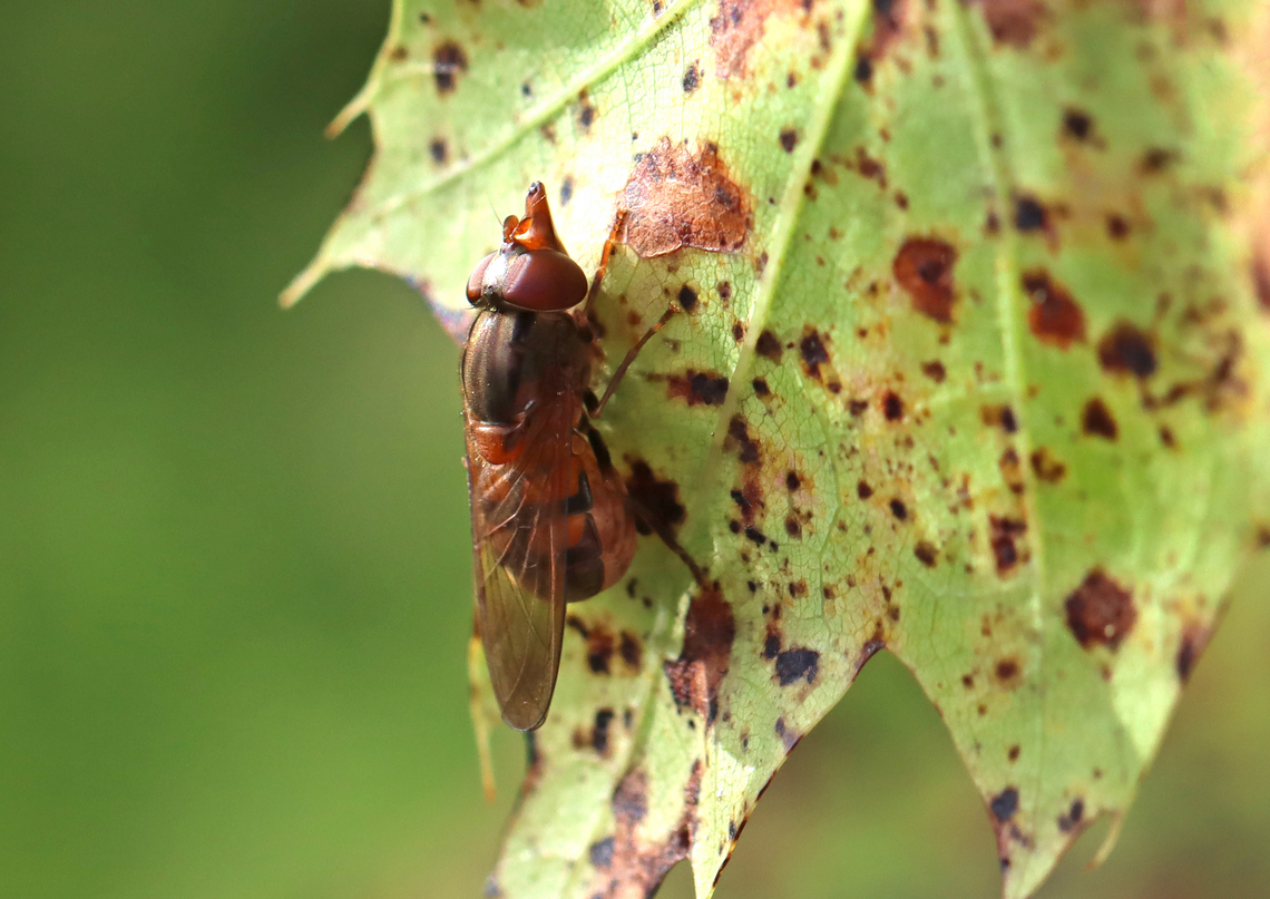 Rhingia nasica With mouthparts put away.<br />
<figure class="photo"><a href="https://www.jungledragon.com/image/171236/rhingia_nasica.html" title="Rhingia nasica"><img src="https://s3.amazonaws.com/media.jungledragon.com/images/3232/171236_thumb.jpg?AWSAccessKeyId=05GMT0V3GWVNE7GGM1R2&Expires=1763596810&Signature=k1zRCvKb5i2Xk83JWMkkyinJi1I%3D" width="200" height="144" alt="Rhingia nasica Crazy mouthparts!<br />
https://www.jungledragon.com/image/171237/rhingia_nasica.html Geotagged,Rhingia,Rhingia nasica,Summer,United States" /></a></figure> Geotagged,Rhingia nasica,Summer,United States