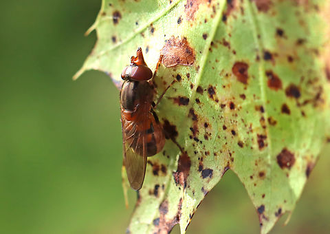 Rhingia nasica With mouthparts put away.
https://www.jungledragon.com/image/171236/rhingia_nasica.html Geotagged,Rhingia nasica,Summer,United States