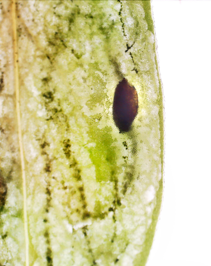 Liriomyza galiivora, Backlit Mine This looks like a pupa inside the mine. But, if the ID is correct, the larvae are supposed to pupate outside the mine. So, I'm not sure what is going on with the dark blob in this photo. Hopefully it will complete its lifecycle so I can find out.<br />
<br />
*Species ID is tentative<br />
<br />
I collected the leafmines to rear on 8/22/25. So far, I've had 2 larvae exit and pupate outside the mines.<br />
<br />
Host: Galium sp., I think<br />
<figure class="photo"><a href="https://www.jungledragon.com/image/171241/liriomyza_galiivora.html" title="Liriomyza galiivora"><img src="https://s3.amazonaws.com/media.jungledragon.com/images/3232/171241_thumb.jpg?AWSAccessKeyId=05GMT0V3GWVNE7GGM1R2&Expires=1763596810&Signature=E2n5dlGmjoZxgHRfuVvRZM1wJAw%3D" width="200" height="164" alt="Liriomyza galiivora *Species ID is tentative<br />
<br />
I collected the leafmines to rear on 8/22/25. So far, I've had 2 larvae exit and pupate outside the mines.<br />
<br />
Host: Galium sp., I think<br />
https://www.jungledragon.com/image/171241/liriomyza_galiivora.html<br />
https://www.jungledragon.com/image/171239/liriomyza_galiivora.html<br />
https://www.jungledragon.com/image/171238/liriomyza_galiivora_backlit_mine.html<br />
https://www.jungledragon.com/image/171240/liriomyza_galiivora_pupa.html Agromyzidae,Geotagged,Liriomyza,Liriomyza galiivora,Summer,United States" /></a></figure><br />
<figure class="photo"><a href="https://www.jungledragon.com/image/171239/liriomyza_galiivora_larva_inside_the_mine.html" title="Liriomyza galiivora Larva (Inside the Mine)"><img src="https://s3.amazonaws.com/media.jungledragon.com/images/3232/171239_thumb.jpg?AWSAccessKeyId=05GMT0V3GWVNE7GGM1R2&Expires=1763596810&Signature=%2FgyEq%2FKWJDyzpUi4Ure2sTnABZc%3D" width="200" height="144" alt="Liriomyza galiivora Larva (Inside the Mine) *Species ID is tentative<br />
<br />
I collected the leafmines to rear on 8/22/25. So far, I've had 2 larvae exit and pupate outside the mines.<br />
<br />
Host: Galium sp., I think<br />
https://www.jungledragon.com/image/171241/liriomyza_galiivora.html<br />
https://www.jungledragon.com/image/171239/liriomyza_galiivora.html<br />
https://www.jungledragon.com/image/171238/liriomyza_galiivora_backlit_mine.html<br />
https://www.jungledragon.com/image/171240/liriomyza_galiivora_pupa.html Geotagged,Liriomyza galiivora,United States" /></a></figure><br />
<figure class="photo"><a href="https://www.jungledragon.com/image/171238/liriomyza_galiivora_backlit_mine.html" title="Liriomyza galiivora, Backlit Mine"><img src="https://s3.amazonaws.com/media.jungledragon.com/images/3232/171238_thumb.jpg?AWSAccessKeyId=05GMT0V3GWVNE7GGM1R2&Expires=1763596810&Signature=VJ9QK%2FgU8LGLZbS2PgWYbn6lvM8%3D" width="122" height="152" alt="Liriomyza galiivora, Backlit Mine This looks like a pupa inside the mine. But, if the ID is correct, the larvae are supposed to pupate outside the mine. So, I'm not sure what is going on with the dark blob in this photo. Hopefully it will complete its lifecycle so I can find out.<br />
<br />
*Species ID is tentative<br />
<br />
I collected the leafmines to rear on 8/22/25. So far, I've had 2 larvae exit and pupate outside the mines.<br />
<br />
Host: Galium sp., I think<br />
https://www.jungledragon.com/image/171241/liriomyza_galiivora.html<br />
https://www.jungledragon.com/image/171239/liriomyza_galiivora.html<br />
https://www.jungledragon.com/image/171238/liriomyza_galiivora_backlit_mine.html<br />
https://www.jungledragon.com/image/171240/liriomyza_galiivora_pupa.html Geotagged,Liriomyza galiivora,United States" /></a></figure><br />
<figure class="photo"><a href="https://www.jungledragon.com/image/171240/liriomyza_galiivora_pupa.html" title="Liriomyza galiivora Pupa"><img src="https://s3.amazonaws.com/media.jungledragon.com/images/3232/171240_thumb.jpg?AWSAccessKeyId=05GMT0V3GWVNE7GGM1R2&Expires=1763596810&Signature=7FfEmx9v3J1qsa6VRElY1rYOFC8%3D" width="200" height="144" alt="Liriomyza galiivora Pupa *Species ID is tentative<br />
<br />
I collected the leafmines to rear on 8/22/25. So far, I've had 2 larvae exit and pupate outside the mines.<br />
<br />
Host: Galium sp., I think<br />
https://www.jungledragon.com/image/171241/liriomyza_galiivora.html<br />
https://www.jungledragon.com/image/171239/liriomyza_galiivora.html<br />
https://www.jungledragon.com/image/171238/liriomyza_galiivora_backlit_mine.html<br />
https://www.jungledragon.com/image/171240/liriomyza_galiivora_pupa.html Geotagged,Liriomyza galiivora,United States" /></a></figure> Geotagged,Liriomyza galiivora,United States