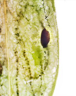Liriomyza galiivora, Backlit Mine This looks like a pupa inside the mine. But, if the ID is correct, the larvae are supposed to pupate outside the mine. So, I'm not sure what is going on with the dark blob in this photo. Hopefully it will complete its lifecycle so I can find out.

*Species ID is tentative

I collected the leafmines to rear on 8/22/25. So far, I've had 2 larvae exit and pupate outside the mines.

Host: Galium sp., I think
https://www.jungledragon.com/image/171241/liriomyza_galiivora.html
https://www.jungledragon.com/image/171239/liriomyza_galiivora.html
https://www.jungledragon.com/image/171238/liriomyza_galiivora_backlit_mine.html
https://www.jungledragon.com/image/171240/liriomyza_galiivora_pupa.html Geotagged,Liriomyza galiivora,United States