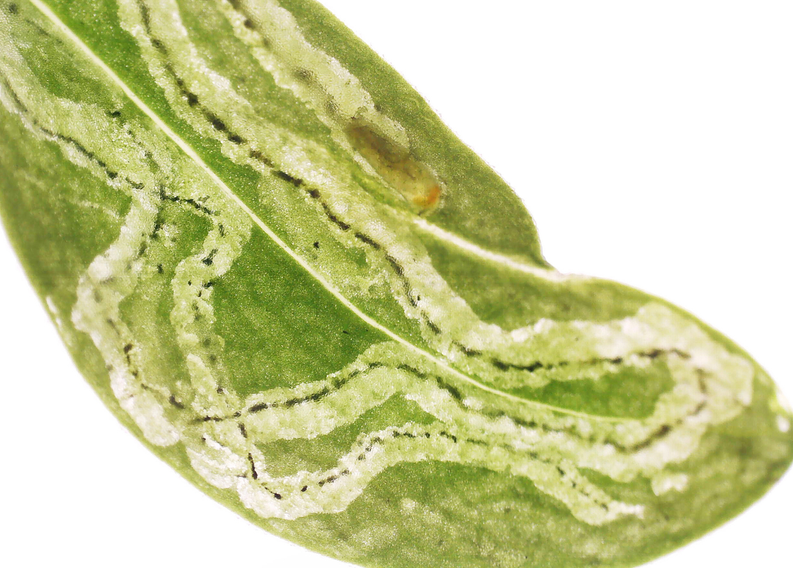 Liriomyza galiivora Larva (Inside the Mine) *Species ID is tentative<br />
<br />
I collected the leafmines to rear on 8/22/25. So far, I&#039;ve had 2 larvae exit and pupate outside the mines.<br />
<br />
Host: Galium sp., I think<br />
<figure class="photo"><a href="https://www.jungledragon.com/image/171241/liriomyza_galiivora.html" title="Liriomyza galiivora"><img src="https://s3.amazonaws.com/media.jungledragon.com/images/3232/171241_thumb.jpg?AWSAccessKeyId=05GMT0V3GWVNE7GGM1R2&Expires=1759968010&Signature=G%2B7oXbd%2B8SEixwrnXxsNlsdM86Q%3D" width="200" height="164" alt="Liriomyza galiivora *Species ID is tentative<br />
<br />
I collected the leafmines to rear on 8/22/25. So far, I&#039;ve had 2 larvae exit and pupate outside the mines.<br />
<br />
Host: Galium sp., I think<br />
https://www.jungledragon.com/image/171241/liriomyza_galiivora.html<br />
https://www.jungledragon.com/image/171239/liriomyza_galiivora.html<br />
https://www.jungledragon.com/image/171238/liriomyza_galiivora_backlit_mine.html<br />
https://www.jungledragon.com/image/171240/liriomyza_galiivora_pupa.html Agromyzidae,Geotagged,Liriomyza,Liriomyza galiivora,Summer,United States" /></a></figure><br />
<figure class="photo"><a href="https://www.jungledragon.com/image/171239/liriomyza_galiivora_larva_inside_the_mine.html" title="Liriomyza galiivora Larva (Inside the Mine)"><img src="https://s3.amazonaws.com/media.jungledragon.com/images/3232/171239_thumb.jpg?AWSAccessKeyId=05GMT0V3GWVNE7GGM1R2&Expires=1759968010&Signature=zvUB6yshWDKKSnUzB1%2BmtiEYgkM%3D" width="200" height="144" alt="Liriomyza galiivora Larva (Inside the Mine) *Species ID is tentative<br />
<br />
I collected the leafmines to rear on 8/22/25. So far, I&#039;ve had 2 larvae exit and pupate outside the mines.<br />
<br />
Host: Galium sp., I think<br />
https://www.jungledragon.com/image/171241/liriomyza_galiivora.html<br />
https://www.jungledragon.com/image/171239/liriomyza_galiivora.html<br />
https://www.jungledragon.com/image/171238/liriomyza_galiivora_backlit_mine.html<br />
https://www.jungledragon.com/image/171240/liriomyza_galiivora_pupa.html Geotagged,Liriomyza galiivora,United States" /></a></figure><br />
<figure class="photo"><a href="https://www.jungledragon.com/image/171238/liriomyza_galiivora_backlit_mine.html" title="Liriomyza galiivora, Backlit Mine"><img src="https://s3.amazonaws.com/media.jungledragon.com/images/3232/171238_thumb.jpg?AWSAccessKeyId=05GMT0V3GWVNE7GGM1R2&Expires=1759968010&Signature=pbnXQZ8U2UcZLQPpXuvAM%2BqpgSA%3D" width="122" height="152" alt="Liriomyza galiivora, Backlit Mine This looks like a pupa inside the mine. But, if the ID is correct, the larvae are supposed to pupate outside the mine. So, I&#039;m not sure what is going on with the dark blob in this photo. Hopefully it will complete its lifecycle so I can find out.<br />
<br />
*Species ID is tentative<br />
<br />
I collected the leafmines to rear on 8/22/25. So far, I&#039;ve had 2 larvae exit and pupate outside the mines.<br />
<br />
Host: Galium sp., I think<br />
https://www.jungledragon.com/image/171241/liriomyza_galiivora.html<br />
https://www.jungledragon.com/image/171239/liriomyza_galiivora.html<br />
https://www.jungledragon.com/image/171238/liriomyza_galiivora_backlit_mine.html<br />
https://www.jungledragon.com/image/171240/liriomyza_galiivora_pupa.html Geotagged,Liriomyza galiivora,United States" /></a></figure><br />
<figure class="photo"><a href="https://www.jungledragon.com/image/171240/liriomyza_galiivora_pupa.html" title="Liriomyza galiivora Pupa"><img src="https://s3.amazonaws.com/media.jungledragon.com/images/3232/171240_thumb.jpg?AWSAccessKeyId=05GMT0V3GWVNE7GGM1R2&Expires=1759968010&Signature=i4fcCiZ%2BXZ1rBeifQSvAitZc%2Fuc%3D" width="200" height="144" alt="Liriomyza galiivora Pupa *Species ID is tentative<br />
<br />
I collected the leafmines to rear on 8/22/25. So far, I&#039;ve had 2 larvae exit and pupate outside the mines.<br />
<br />
Host: Galium sp., I think<br />
https://www.jungledragon.com/image/171241/liriomyza_galiivora.html<br />
https://www.jungledragon.com/image/171239/liriomyza_galiivora.html<br />
https://www.jungledragon.com/image/171238/liriomyza_galiivora_backlit_mine.html<br />
https://www.jungledragon.com/image/171240/liriomyza_galiivora_pupa.html Geotagged,Liriomyza galiivora,United States" /></a></figure> Geotagged,Liriomyza galiivora,United States