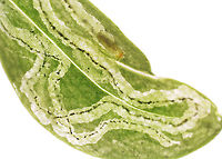 Liriomyza galiivora Larva (Inside the Mine) *Species ID is tentative<br />
<br />
I collected the leafmines to rear on 8/22/25. So far, I've had 2 larvae exit and pupate outside the mines.<br />
<br />
Host: Galium sp., I think<br />
https://www.jungledragon.com/image/171241/liriomyza_galiivora.html<br />
https://www.jungledragon.com/image/171239/liriomyza_galiivora.html<br />
https://www.jungledragon.com/image/171238/liriomyza_galiivora_backlit_mine.html<br />
https://www.jungledragon.com/image/171240/liriomyza_galiivora_pupa.html Geotagged,Liriomyza galiivora,United States