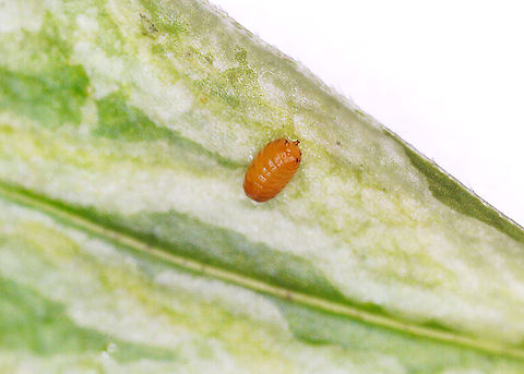 Liriomyza galiivora Pupa *Species ID is tentative

I collected the leafmines to rear on 8/22/25. So far, I've had 2 larvae exit and pupate outside the mines.

Host: Galium sp., I think
https://www.jungledragon.com/image/171241/liriomyza_galiivora.html
https://www.jungledragon.com/image/171239/liriomyza_galiivora.html
https://www.jungledragon.com/image/171238/liriomyza_galiivora_backlit_mine.html
https://www.jungledragon.com/image/171240/liriomyza_galiivora_pupa.html Geotagged,Liriomyza galiivora,United States