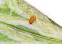 Liriomyza galiivora Pupa *Species ID is tentative<br />
<br />
I collected the leafmines to rear on 8/22/25. So far, I've had 2 larvae exit and pupate outside the mines.<br />
<br />
Host: Galium sp., I think<br />
https://www.jungledragon.com/image/171241/liriomyza_galiivora.html<br />
https://www.jungledragon.com/image/171239/liriomyza_galiivora.html<br />
https://www.jungledragon.com/image/171238/liriomyza_galiivora_backlit_mine.html<br />
https://www.jungledragon.com/image/171240/liriomyza_galiivora_pupa.html Geotagged,Liriomyza galiivora,United States
