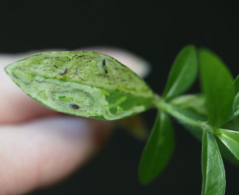 Liriomyza galiivora *Species ID is tentative

I collected the leafmines to rear on 8/22/25. So far, I've had 2 larvae exit and pupate outside the mines.

Host: Galium sp., I think
https://www.jungledragon.com/image/171241/liriomyza_galiivora.html
https://www.jungledragon.com/image/171239/liriomyza_galiivora.html
https://www.jungledragon.com/image/171238/liriomyza_galiivora_backlit_mine.html
https://www.jungledragon.com/image/171240/liriomyza_galiivora_pupa.html Agromyzidae,Geotagged,Liriomyza,Liriomyza galiivora,Summer,United States
