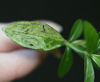 Liriomyza galiivora *Species ID is tentative<br />
<br />
I collected the leafmines to rear on 8/22/25. So far, I've had 2 larvae exit and pupate outside the mines.<br />
<br />
Host: Galium sp., I think<br />
https://www.jungledragon.com/image/171241/liriomyza_galiivora.html<br />
https://www.jungledragon.com/image/171239/liriomyza_galiivora.html<br />
https://www.jungledragon.com/image/171238/liriomyza_galiivora_backlit_mine.html<br />
https://www.jungledragon.com/image/171240/liriomyza_galiivora_pupa.html Agromyzidae,Geotagged,Liriomyza,Liriomyza galiivora,Summer,United States