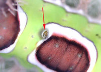 Saddleback Caterpillar - Acharia stimulea Parasitized caterpillars. There were at least 10 caterpillars on this bush. Some were dead with just their shriveled cadavers left, while many had white eggs on them. One had 2 eggs on one of its tubercles AND a hole near the saddle with something moving inside. I suspect the eggs are tachinid eggs. Also, the creature in the hole could be a tachinid larva that hatched and burrowed into the caterpillar. The caterpillar is still alive and I am rearing it to find out what the parasitoids are.<br />
<br />
Video that shows movement (slight) in the hole: https://www.youtube.com/watch?v=YZjyby5qSLU<br />
https://www.jungledragon.com/image/171244/saddleback_caterpillar_-_acharia_stimulea.html<br />
https://www.jungledragon.com/image/171243/saddleback_caterpillar_-_acharia_stimulea.html<br />
https://www.jungledragon.com/image/171245/saddleback_caterpillar_-_acharia_stimulea.html<br />
https://www.jungledragon.com/image/171242/saddleback_caterpillar_-_acharia_stimulea.html<br />
https://www.jungledragon.com/image/171246/saddleback_caterpillar_-_acharia_stimulea_parasitized_cadaver.html Acharia stimulea,Geotagged,Saddleback Caterpillar,United States