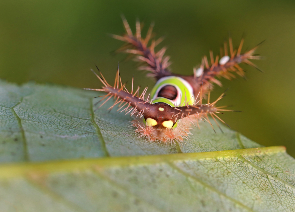 Saddleback Caterpillar - Acharia stimulea Parasitized caterpillars. There were at least 10 caterpillars on this bush. Some were dead with just their shriveled cadavers left, while many had white eggs on them. One had 2 eggs on one of its tubercles AND a hole near the saddle with something moving inside. I suspect the eggs are tachinid eggs. Also, the creature in the hole could be a tachinid larva that hatched and burrowed into the caterpillar. The caterpillar is still alive and I am rearing it to find out what the parasitoids are.<br />
<br />
Video that shows movement (slight) in the hole: <section class="video"><iframe width="448" height="282" src="https://www.youtube-nocookie.com/embed/YZjyby5qSLU?hd=1&autoplay=0&rel=0" frameborder="0" allowfullscreen></iframe></section><br />
<figure class="photo"><a href="https://www.jungledragon.com/image/171244/saddleback_caterpillar_-_acharia_stimulea.html" title="Saddleback Caterpillar - Acharia stimulea"><img src="https://s3.amazonaws.com/media.jungledragon.com/images/3232/171244_thumb.jpg?AWSAccessKeyId=05GMT0V3GWVNE7GGM1R2&Expires=1767225610&Signature=to8lovt5OWLBx3%2BdcJ1W6UYqYKg%3D" width="200" height="146" alt="Saddleback Caterpillar - Acharia stimulea Parasitized caterpillars. There were at least 10 caterpillars on this bush. Some were dead with just their shriveled cadavers left, while many had white eggs on them. One had 2 eggs on one of its tubercles AND a hole near the saddle with something moving inside. I suspect the eggs are tachinid eggs. Also, the creature in the hole could be a tachinid larva that hatched and burrowed into the caterpillar. The caterpillar is still alive and I am rearing it to find out what the parasitoids are.<br />
<br />
Video that shows movement (slight) in the hole: https://www.youtube.com/watch?v=YZjyby5qSLU<br />
<br />
https://www.jungledragon.com/image/171244/saddleback_caterpillar_-_acharia_stimulea.html<br />
https://www.jungledragon.com/image/171243/saddleback_caterpillar_-_acharia_stimulea.html<br />
https://www.jungledragon.com/image/171245/saddleback_caterpillar_-_acharia_stimulea.html<br />
https://www.jungledragon.com/image/171242/saddleback_caterpillar_-_acharia_stimulea.html<br />
https://www.jungledragon.com/image/171246/saddleback_caterpillar_-_acharia_stimulea_parasitized_cadaver.html Acharia stimulea,Geotagged,Saddleback Caterpillar,Summer,United States" /></a></figure><br />
<figure class="photo"><a href="https://www.jungledragon.com/image/171243/saddleback_caterpillar_-_acharia_stimulea.html" title="Saddleback Caterpillar - Acharia stimulea"><img src="https://s3.amazonaws.com/media.jungledragon.com/images/3232/171243_thumb.jpg?AWSAccessKeyId=05GMT0V3GWVNE7GGM1R2&Expires=1767225610&Signature=4gzMhJ9F8HrnJUHuVeKGGCsI9Xw%3D" width="200" height="144" alt="Saddleback Caterpillar - Acharia stimulea Parasitized caterpillars. There were at least 10 caterpillars on this bush. Some were dead with just their shriveled cadavers left, while many had white eggs on them. One had 2 eggs on one of its tubercles AND a hole near the saddle with something moving inside. I suspect the eggs are tachinid eggs. Also, the creature in the hole could be a tachinid larva that hatched and burrowed into the caterpillar. The caterpillar is still alive and I am rearing it to find out what the parasitoids are.<br />
<br />
Video that shows movement (slight) in the hole: https://www.youtube.com/watch?v=YZjyby5qSLU<br />
https://www.jungledragon.com/image/171244/saddleback_caterpillar_-_acharia_stimulea.html<br />
https://www.jungledragon.com/image/171243/saddleback_caterpillar_-_acharia_stimulea.html<br />
https://www.jungledragon.com/image/171245/saddleback_caterpillar_-_acharia_stimulea.html<br />
https://www.jungledragon.com/image/171242/saddleback_caterpillar_-_acharia_stimulea.html<br />
https://www.jungledragon.com/image/171246/saddleback_caterpillar_-_acharia_stimulea_parasitized_cadaver.html Acharia,Acharia stimulea,Geotagged,Saddleback Caterpillar,Summer,United States,caterpillar,larva,parasitized caterpillar,parasitoid,tachinid eggs,tachinidae" /></a></figure><br />
<figure class="photo"><a href="https://www.jungledragon.com/image/171245/saddleback_caterpillar_-_acharia_stimulea.html" title="Saddleback Caterpillar - Acharia stimulea"><img src="https://s3.amazonaws.com/media.jungledragon.com/images/3232/171245_thumb.jpg?AWSAccessKeyId=05GMT0V3GWVNE7GGM1R2&Expires=1767225610&Signature=zYdglGmUTX%2FCZpVrCunY5u2ILBE%3D" width="200" height="140" alt="Saddleback Caterpillar - Acharia stimulea Parasitized caterpillars. There were at least 10 caterpillars on this bush. Some were dead with just their shriveled cadavers left, while many had white eggs on them. One had 2 eggs on one of its tubercles AND a hole near the saddle with something moving inside. I suspect the eggs are tachinid eggs. Also, the creature in the hole could be a tachinid larva that hatched and burrowed into the caterpillar. The caterpillar is still alive and I am rearing it to find out what the parasitoids are.<br />
<br />
Video that shows movement (slight) in the hole: https://www.youtube.com/watch?v=YZjyby5qSLU<br />
https://www.jungledragon.com/image/171244/saddleback_caterpillar_-_acharia_stimulea.html<br />
https://www.jungledragon.com/image/171243/saddleback_caterpillar_-_acharia_stimulea.html<br />
https://www.jungledragon.com/image/171245/saddleback_caterpillar_-_acharia_stimulea.html<br />
https://www.jungledragon.com/image/171242/saddleback_caterpillar_-_acharia_stimulea.html<br />
https://www.jungledragon.com/image/171246/saddleback_caterpillar_-_acharia_stimulea_parasitized_cadaver.html Acharia stimulea,Geotagged,Saddleback Caterpillar,Summer,United States" /></a></figure><br />
<figure class="photo"><a href="https://www.jungledragon.com/image/171242/saddleback_caterpillar_-_acharia_stimulea.html" title="Saddleback Caterpillar - Acharia stimulea"><img src="https://s3.amazonaws.com/media.jungledragon.com/images/3232/171242_thumb.jpg?AWSAccessKeyId=05GMT0V3GWVNE7GGM1R2&Expires=1767225610&Signature=gxrUHDqfiQpPxbkYhJvlzCt16uE%3D" width="200" height="144" alt="Saddleback Caterpillar - Acharia stimulea Parasitized caterpillars. There were at least 10 caterpillars on this bush. Some were dead with just their shriveled cadavers left, while many had white eggs on them. One had 2 eggs on one of its tubercles AND a hole near the saddle with something moving inside. I suspect the eggs are tachinid eggs. Also, the creature in the hole could be a tachinid larva that hatched and burrowed into the caterpillar. The caterpillar is still alive and I am rearing it to find out what the parasitoids are.<br />
<br />
Video that shows movement (slight) in the hole: https://www.youtube.com/watch?v=YZjyby5qSLU<br />
https://www.jungledragon.com/image/171244/saddleback_caterpillar_-_acharia_stimulea.html<br />
https://www.jungledragon.com/image/171243/saddleback_caterpillar_-_acharia_stimulea.html<br />
https://www.jungledragon.com/image/171245/saddleback_caterpillar_-_acharia_stimulea.html<br />
https://www.jungledragon.com/image/171242/saddleback_caterpillar_-_acharia_stimulea.html<br />
https://www.jungledragon.com/image/171246/saddleback_caterpillar_-_acharia_stimulea_parasitized_cadaver.html Acharia stimulea,Geotagged,Saddleback Caterpillar,United States" /></a></figure><br />
<figure class="photo"><a href="https://www.jungledragon.com/image/171246/saddleback_caterpillar_-_acharia_stimulea_parasitized_cadaver.html" title="Saddleback Caterpillar - Acharia stimulea (Parasitized Cadaver)"><img src="https://s3.amazonaws.com/media.jungledragon.com/images/3232/171246_thumb.jpg?AWSAccessKeyId=05GMT0V3GWVNE7GGM1R2&Expires=1767225610&Signature=03m1%2FiCI%2BGnaJxBsqlJX5zas0G0%3D" width="200" height="152" alt="Saddleback Caterpillar - Acharia stimulea (Parasitized Cadaver) Parasitized caterpillars. There were at least 10 caterpillars on this bush. Some were dead with just their shriveled cadavers left, while many had white eggs on them. One had 2 eggs on one of its tubercles AND a hole near the saddle with something moving inside. I suspect the eggs are tachinid eggs. Also, the creature in the hole could be a tachinid larva that hatched and burrowed into the caterpillar. The caterpillar is still alive and I am rearing it to find out what the parasitoids are.<br />
<br />
Video that shows movement (slight) in the hole: https://www.youtube.com/watch?v=YZjyby5qSLU<br />
https://www.jungledragon.com/image/171244/saddleback_caterpillar_-_acharia_stimulea.html<br />
https://www.jungledragon.com/image/171243/saddleback_caterpillar_-_acharia_stimulea.html<br />
https://www.jungledragon.com/image/171245/saddleback_caterpillar_-_acharia_stimulea.html<br />
https://www.jungledragon.com/image/171242/saddleback_caterpillar_-_acharia_stimulea.html<br />
https://www.jungledragon.com/image/171246/saddleback_caterpillar_-_acharia_stimulea_parasitized_cadaver.html Acharia stimulea,Geotagged,Saddleback Caterpillar,Summer,United States" /></a></figure> Acharia,Acharia stimulea,Geotagged,Saddleback Caterpillar,Summer,United States,caterpillar,larva,parasitized caterpillar,parasitoid,tachinid eggs,tachinidae