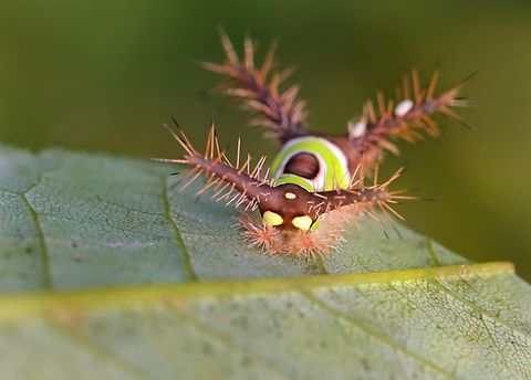Saddleback Caterpillar - Acharia stimulea Parasitized caterpillars. There were at least 10 caterpillars on this bush. Some were dead with just their shriveled cadavers left, while many had white eggs on them. One had 2 eggs on one of its tubercles AND a hole near the saddle with something moving inside. I suspect the eggs are tachinid eggs. Also, the creature in the hole could be a tachinid larva that hatched and burrowed into the caterpillar. The caterpillar is still alive and I am rearing it to find out what the parasitoids are.

Video that shows movement (slight) in the hole: https://www.youtube.com/watch?v=YZjyby5qSLU
https://www.jungledragon.com/image/171244/saddleback_caterpillar_-_acharia_stimulea.html
https://www.jungledragon.com/image/171243/saddleback_caterpillar_-_acharia_stimulea.html
https://www.jungledragon.com/image/171245/saddleback_caterpillar_-_acharia_stimulea.html
https://www.jungledragon.com/image/171242/saddleback_caterpillar_-_acharia_stimulea.html
https://www.jungledragon.com/image/171246/saddleback_caterpillar_-_acharia_stimulea_parasitized_cadaver.html Acharia,Acharia stimulea,Geotagged,Saddleback Caterpillar,Summer,United States,caterpillar,larva,parasitized caterpillar,parasitoid,tachinid eggs,tachinidae