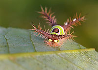 Saddleback Caterpillar - Acharia stimulea Parasitized caterpillars. There were at least 10 caterpillars on this bush. Some were dead with just their shriveled cadavers left, while many had white eggs on them. One had 2 eggs on one of its tubercles AND a hole near the saddle with something moving inside. I suspect the eggs are tachinid eggs. Also, the creature in the hole could be a tachinid larva that hatched and burrowed into the caterpillar. The caterpillar is still alive and I am rearing it to find out what the parasitoids are.<br />
<br />
Video that shows movement (slight) in the hole: https://www.youtube.com/watch?v=YZjyby5qSLU<br />
https://www.jungledragon.com/image/171244/saddleback_caterpillar_-_acharia_stimulea.html<br />
https://www.jungledragon.com/image/171243/saddleback_caterpillar_-_acharia_stimulea.html<br />
https://www.jungledragon.com/image/171245/saddleback_caterpillar_-_acharia_stimulea.html<br />
https://www.jungledragon.com/image/171242/saddleback_caterpillar_-_acharia_stimulea.html<br />
https://www.jungledragon.com/image/171246/saddleback_caterpillar_-_acharia_stimulea_parasitized_cadaver.html Acharia,Acharia stimulea,Geotagged,Saddleback Caterpillar,Summer,United States,caterpillar,larva,parasitized caterpillar,parasitoid,tachinid eggs,tachinidae