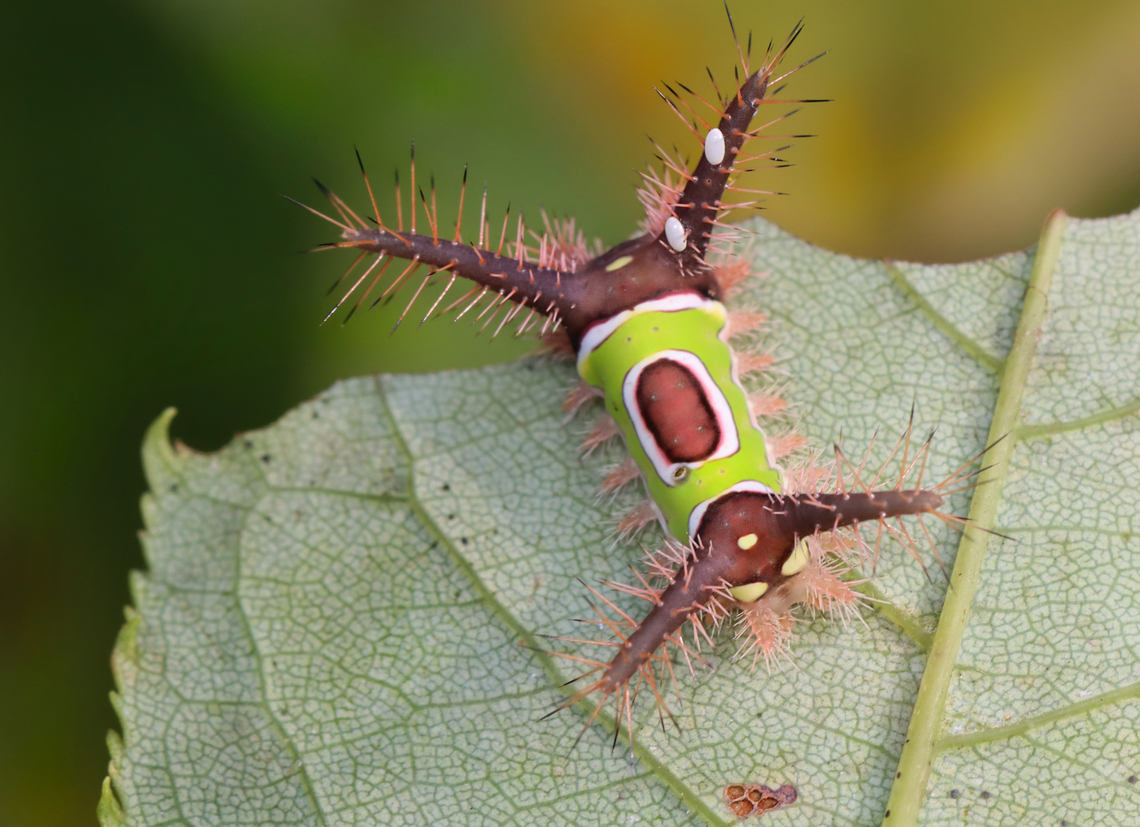 Saddleback Caterpillar - Acharia stimulea Parasitized caterpillars. There were at least 10 caterpillars on this bush. Some were dead with just their shriveled cadavers left, while many had white eggs on them. One had 2 eggs on one of its tubercles AND a hole near the saddle with something moving inside. I suspect the eggs are tachinid eggs. Also, the creature in the hole could be a tachinid larva that hatched and burrowed into the caterpillar. The caterpillar is still alive and I am rearing it to find out what the parasitoids are.<br />
<br />
Video that shows movement (slight) in the hole: <section class="video"><iframe width="448" height="282" src="https://www.youtube-nocookie.com/embed/YZjyby5qSLU?hd=1&autoplay=0&rel=0" frameborder="0" allowfullscreen></iframe></section><br />
<br />
<figure class="photo"><a href="https://www.jungledragon.com/image/171244/saddleback_caterpillar_-_acharia_stimulea.html" title="Saddleback Caterpillar - Acharia stimulea"><img src="https://s3.amazonaws.com/media.jungledragon.com/images/3232/171244_thumb.jpg?AWSAccessKeyId=05GMT0V3GWVNE7GGM1R2&Expires=1767225610&Signature=to8lovt5OWLBx3%2BdcJ1W6UYqYKg%3D" width="200" height="146" alt="Saddleback Caterpillar - Acharia stimulea Parasitized caterpillars. There were at least 10 caterpillars on this bush. Some were dead with just their shriveled cadavers left, while many had white eggs on them. One had 2 eggs on one of its tubercles AND a hole near the saddle with something moving inside. I suspect the eggs are tachinid eggs. Also, the creature in the hole could be a tachinid larva that hatched and burrowed into the caterpillar. The caterpillar is still alive and I am rearing it to find out what the parasitoids are.<br />
<br />
Video that shows movement (slight) in the hole: https://www.youtube.com/watch?v=YZjyby5qSLU<br />
<br />
https://www.jungledragon.com/image/171244/saddleback_caterpillar_-_acharia_stimulea.html<br />
https://www.jungledragon.com/image/171243/saddleback_caterpillar_-_acharia_stimulea.html<br />
https://www.jungledragon.com/image/171245/saddleback_caterpillar_-_acharia_stimulea.html<br />
https://www.jungledragon.com/image/171242/saddleback_caterpillar_-_acharia_stimulea.html<br />
https://www.jungledragon.com/image/171246/saddleback_caterpillar_-_acharia_stimulea_parasitized_cadaver.html Acharia stimulea,Geotagged,Saddleback Caterpillar,Summer,United States" /></a></figure><br />
<figure class="photo"><a href="https://www.jungledragon.com/image/171243/saddleback_caterpillar_-_acharia_stimulea.html" title="Saddleback Caterpillar - Acharia stimulea"><img src="https://s3.amazonaws.com/media.jungledragon.com/images/3232/171243_thumb.jpg?AWSAccessKeyId=05GMT0V3GWVNE7GGM1R2&Expires=1767225610&Signature=4gzMhJ9F8HrnJUHuVeKGGCsI9Xw%3D" width="200" height="144" alt="Saddleback Caterpillar - Acharia stimulea Parasitized caterpillars. There were at least 10 caterpillars on this bush. Some were dead with just their shriveled cadavers left, while many had white eggs on them. One had 2 eggs on one of its tubercles AND a hole near the saddle with something moving inside. I suspect the eggs are tachinid eggs. Also, the creature in the hole could be a tachinid larva that hatched and burrowed into the caterpillar. The caterpillar is still alive and I am rearing it to find out what the parasitoids are.<br />
<br />
Video that shows movement (slight) in the hole: https://www.youtube.com/watch?v=YZjyby5qSLU<br />
https://www.jungledragon.com/image/171244/saddleback_caterpillar_-_acharia_stimulea.html<br />
https://www.jungledragon.com/image/171243/saddleback_caterpillar_-_acharia_stimulea.html<br />
https://www.jungledragon.com/image/171245/saddleback_caterpillar_-_acharia_stimulea.html<br />
https://www.jungledragon.com/image/171242/saddleback_caterpillar_-_acharia_stimulea.html<br />
https://www.jungledragon.com/image/171246/saddleback_caterpillar_-_acharia_stimulea_parasitized_cadaver.html Acharia,Acharia stimulea,Geotagged,Saddleback Caterpillar,Summer,United States,caterpillar,larva,parasitized caterpillar,parasitoid,tachinid eggs,tachinidae" /></a></figure><br />
<figure class="photo"><a href="https://www.jungledragon.com/image/171245/saddleback_caterpillar_-_acharia_stimulea.html" title="Saddleback Caterpillar - Acharia stimulea"><img src="https://s3.amazonaws.com/media.jungledragon.com/images/3232/171245_thumb.jpg?AWSAccessKeyId=05GMT0V3GWVNE7GGM1R2&Expires=1767225610&Signature=zYdglGmUTX%2FCZpVrCunY5u2ILBE%3D" width="200" height="140" alt="Saddleback Caterpillar - Acharia stimulea Parasitized caterpillars. There were at least 10 caterpillars on this bush. Some were dead with just their shriveled cadavers left, while many had white eggs on them. One had 2 eggs on one of its tubercles AND a hole near the saddle with something moving inside. I suspect the eggs are tachinid eggs. Also, the creature in the hole could be a tachinid larva that hatched and burrowed into the caterpillar. The caterpillar is still alive and I am rearing it to find out what the parasitoids are.<br />
<br />
Video that shows movement (slight) in the hole: https://www.youtube.com/watch?v=YZjyby5qSLU<br />
https://www.jungledragon.com/image/171244/saddleback_caterpillar_-_acharia_stimulea.html<br />
https://www.jungledragon.com/image/171243/saddleback_caterpillar_-_acharia_stimulea.html<br />
https://www.jungledragon.com/image/171245/saddleback_caterpillar_-_acharia_stimulea.html<br />
https://www.jungledragon.com/image/171242/saddleback_caterpillar_-_acharia_stimulea.html<br />
https://www.jungledragon.com/image/171246/saddleback_caterpillar_-_acharia_stimulea_parasitized_cadaver.html Acharia stimulea,Geotagged,Saddleback Caterpillar,Summer,United States" /></a></figure><br />
<figure class="photo"><a href="https://www.jungledragon.com/image/171242/saddleback_caterpillar_-_acharia_stimulea.html" title="Saddleback Caterpillar - Acharia stimulea"><img src="https://s3.amazonaws.com/media.jungledragon.com/images/3232/171242_thumb.jpg?AWSAccessKeyId=05GMT0V3GWVNE7GGM1R2&Expires=1767225610&Signature=gxrUHDqfiQpPxbkYhJvlzCt16uE%3D" width="200" height="144" alt="Saddleback Caterpillar - Acharia stimulea Parasitized caterpillars. There were at least 10 caterpillars on this bush. Some were dead with just their shriveled cadavers left, while many had white eggs on them. One had 2 eggs on one of its tubercles AND a hole near the saddle with something moving inside. I suspect the eggs are tachinid eggs. Also, the creature in the hole could be a tachinid larva that hatched and burrowed into the caterpillar. The caterpillar is still alive and I am rearing it to find out what the parasitoids are.<br />
<br />
Video that shows movement (slight) in the hole: https://www.youtube.com/watch?v=YZjyby5qSLU<br />
https://www.jungledragon.com/image/171244/saddleback_caterpillar_-_acharia_stimulea.html<br />
https://www.jungledragon.com/image/171243/saddleback_caterpillar_-_acharia_stimulea.html<br />
https://www.jungledragon.com/image/171245/saddleback_caterpillar_-_acharia_stimulea.html<br />
https://www.jungledragon.com/image/171242/saddleback_caterpillar_-_acharia_stimulea.html<br />
https://www.jungledragon.com/image/171246/saddleback_caterpillar_-_acharia_stimulea_parasitized_cadaver.html Acharia stimulea,Geotagged,Saddleback Caterpillar,United States" /></a></figure><br />
<figure class="photo"><a href="https://www.jungledragon.com/image/171246/saddleback_caterpillar_-_acharia_stimulea_parasitized_cadaver.html" title="Saddleback Caterpillar - Acharia stimulea (Parasitized Cadaver)"><img src="https://s3.amazonaws.com/media.jungledragon.com/images/3232/171246_thumb.jpg?AWSAccessKeyId=05GMT0V3GWVNE7GGM1R2&Expires=1767225610&Signature=03m1%2FiCI%2BGnaJxBsqlJX5zas0G0%3D" width="200" height="152" alt="Saddleback Caterpillar - Acharia stimulea (Parasitized Cadaver) Parasitized caterpillars. There were at least 10 caterpillars on this bush. Some were dead with just their shriveled cadavers left, while many had white eggs on them. One had 2 eggs on one of its tubercles AND a hole near the saddle with something moving inside. I suspect the eggs are tachinid eggs. Also, the creature in the hole could be a tachinid larva that hatched and burrowed into the caterpillar. The caterpillar is still alive and I am rearing it to find out what the parasitoids are.<br />
<br />
Video that shows movement (slight) in the hole: https://www.youtube.com/watch?v=YZjyby5qSLU<br />
https://www.jungledragon.com/image/171244/saddleback_caterpillar_-_acharia_stimulea.html<br />
https://www.jungledragon.com/image/171243/saddleback_caterpillar_-_acharia_stimulea.html<br />
https://www.jungledragon.com/image/171245/saddleback_caterpillar_-_acharia_stimulea.html<br />
https://www.jungledragon.com/image/171242/saddleback_caterpillar_-_acharia_stimulea.html<br />
https://www.jungledragon.com/image/171246/saddleback_caterpillar_-_acharia_stimulea_parasitized_cadaver.html Acharia stimulea,Geotagged,Saddleback Caterpillar,Summer,United States" /></a></figure> Acharia stimulea,Geotagged,Saddleback Caterpillar,Summer,United States