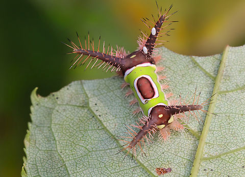 Saddleback Caterpillar - Acharia stimulea Parasitized caterpillars. There were at least 10 caterpillars on this bush. Some were dead with just their shriveled cadavers left, while many had white eggs on them. One had 2 eggs on one of its tubercles AND a hole near the saddle with something moving inside. I suspect the eggs are tachinid eggs. Also, the creature in the hole could be a tachinid larva that hatched and burrowed into the caterpillar. The caterpillar is still alive and I am rearing it to find out what the parasitoids are.

Video that shows movement (slight) in the hole: https://www.youtube.com/watch?v=YZjyby5qSLU

https://www.jungledragon.com/image/171244/saddleback_caterpillar_-_acharia_stimulea.html
https://www.jungledragon.com/image/171243/saddleback_caterpillar_-_acharia_stimulea.html
https://www.jungledragon.com/image/171245/saddleback_caterpillar_-_acharia_stimulea.html
https://www.jungledragon.com/image/171242/saddleback_caterpillar_-_acharia_stimulea.html
https://www.jungledragon.com/image/171246/saddleback_caterpillar_-_acharia_stimulea_parasitized_cadaver.html Acharia stimulea,Geotagged,Saddleback Caterpillar,Summer,United States