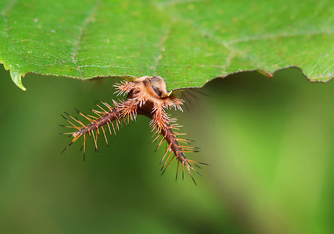 Saddleback Caterpillar - Acharia stimulea Parasitized caterpillars. There were at least 10 caterpillars on this bush. Some were dead with just their shriveled cadavers left, while many had white eggs on them. One had 2 eggs on one of its tubercles AND a hole near the saddle with something moving inside. I suspect the eggs are tachinid eggs. Also, the creature in the hole could be a tachinid larva that hatched and burrowed into the caterpillar. The caterpillar is still alive and I am rearing it to find out what the parasitoids are.

Video that shows movement (slight) in the hole: https://www.youtube.com/watch?v=YZjyby5qSLU
https://www.jungledragon.com/image/171244/saddleback_caterpillar_-_acharia_stimulea.html
https://www.jungledragon.com/image/171243/saddleback_caterpillar_-_acharia_stimulea.html
https://www.jungledragon.com/image/171245/saddleback_caterpillar_-_acharia_stimulea.html
https://www.jungledragon.com/image/171242/saddleback_caterpillar_-_acharia_stimulea.html
https://www.jungledragon.com/image/171246/saddleback_caterpillar_-_acharia_stimulea_parasitized_cadaver.html Acharia stimulea,Geotagged,Saddleback Caterpillar,Summer,United States