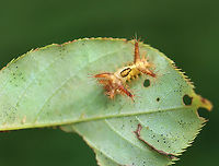 Saddleback Caterpillar - Acharia stimulea (Parasitized Cadaver) Parasitized caterpillars. There were at least 10 caterpillars on this bush. Some were dead with just their shriveled cadavers left, while many had white eggs on them. One had 2 eggs on one of its tubercles AND a hole near the saddle with something moving inside. I suspect the eggs are tachinid eggs. Also, the creature in the hole could be a tachinid larva that hatched and burrowed into the caterpillar. The caterpillar is still alive and I am rearing it to find out what the parasitoids are.<br />
<br />
Video that shows movement (slight) in the hole: https://www.youtube.com/watch?v=YZjyby5qSLU<br />
https://www.jungledragon.com/image/171244/saddleback_caterpillar_-_acharia_stimulea.html<br />
https://www.jungledragon.com/image/171243/saddleback_caterpillar_-_acharia_stimulea.html<br />
https://www.jungledragon.com/image/171245/saddleback_caterpillar_-_acharia_stimulea.html<br />
https://www.jungledragon.com/image/171242/saddleback_caterpillar_-_acharia_stimulea.html<br />
https://www.jungledragon.com/image/171246/saddleback_caterpillar_-_acharia_stimulea_parasitized_cadaver.html Acharia stimulea,Geotagged,Saddleback Caterpillar,Summer,United States