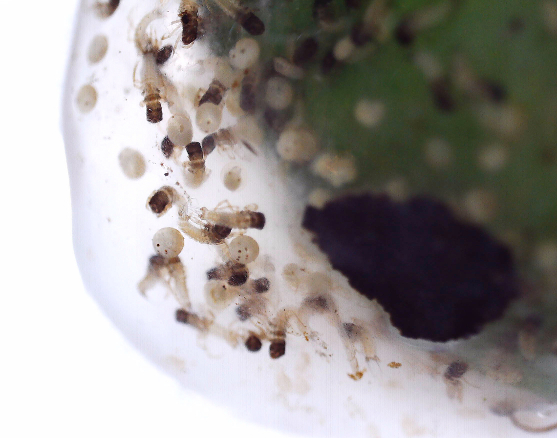 Caddisfly Egg Mass and Larvae - Trichoptera Gelatinous egg mass. It was at least a meter from a pond's edge. Usually, the female will deposit the egg mass on vegetation hanging over, or at least right next to, the water's surface. <br />
<br />
I brought it home to watch the eggs hatch under my microscope, but did not keep them to rear because I didn't think I could accomplish it and didn't want to kill them.<br />
<br />
Video of larvae: <section class="video"><iframe width="448" height="282" src="https://www.youtube-nocookie.com/embed/4QQzX45bRZk?hd=1&autoplay=0&rel=0" frameborder="0" allowfullscreen></iframe></section><br />
<figure class="photo"><a href="https://www.jungledragon.com/image/171249/caddisfly_egg_mass_-_trichoptera.html" title="Caddisfly Egg Mass - Trichoptera"><img src="https://s3.amazonaws.com/media.jungledragon.com/images/3232/171249_thumb.jpg?AWSAccessKeyId=05GMT0V3GWVNE7GGM1R2&Expires=1759968010&Signature=9LWVywnV1c5lxsbSjzxA2V9xW0w%3D" width="200" height="160" alt="Caddisfly Egg Mass - Trichoptera Gelatinous egg mass. It was at least a meter from a pond's edge. Usually, the female will deposit the egg mass on vegetation hanging over, or at least right next to, the water's surface. <br />
<br />
I brought it home to watch the eggs hatch under my microscope, but did not keep them to rear because I didn't think I could accomplish it and didn't want to kill them.<br />
<br />
Video of larvae: https://youtu.be/4QQzX45bRZk<br />
https://www.jungledragon.com/image/171249/caddisfly_egg_mass_-_trichoptera.html<br />
https://www.jungledragon.com/image/171248/caddisfly_egg_mass_and_larvae_-_trichoptera.html<br />
https://www.jungledragon.com/image/171247/caddisfly_egg_mass_and_larvae_-_trichoptera.html Geotagged,Summer,United States,caddisfly,caddisfly eggs,egg mass,eggs,trichoptera" /></a></figure><br />
<figure class="photo"><a href="https://www.jungledragon.com/image/171248/caddisfly_egg_mass_and_larvae_-_trichoptera.html" title="Caddisfly Egg Mass and Larvae - Trichoptera"><img src="https://s3.amazonaws.com/media.jungledragon.com/images/3232/171248_thumb.jpg?AWSAccessKeyId=05GMT0V3GWVNE7GGM1R2&Expires=1759968010&Signature=yU%2BrjFph0uLx0BNTsbqURvHlJks%3D" width="200" height="144" alt="Caddisfly Egg Mass and Larvae - Trichoptera Gelatinous egg mass. It was at least a meter from a pond's edge. Usually, the female will deposit the egg mass on vegetation hanging over, or at least right next to, the water's surface. <br />
<br />
I brought it home to watch the eggs hatch under my microscope, but did not keep them to rear because I didn't think I could accomplish it and didn't want to kill them.<br />
<br />
Video of larvae: https://youtu.be/4QQzX45bRZk<br />
https://www.jungledragon.com/image/171249/caddisfly_egg_mass_-_trichoptera.html<br />
https://www.jungledragon.com/image/171248/caddisfly_egg_mass_and_larvae_-_trichoptera.html<br />
https://www.jungledragon.com/image/171247/caddisfly_egg_mass_and_larvae_-_trichoptera.html Geotagged,United States" /></a></figure><br />
<figure class="photo"><a href="https://www.jungledragon.com/image/171247/caddisfly_egg_mass_and_larvae_-_trichoptera.html" title="Caddisfly Egg Mass and Larvae - Trichoptera"><img src="https://s3.amazonaws.com/media.jungledragon.com/images/3232/171247_thumb.jpg?AWSAccessKeyId=05GMT0V3GWVNE7GGM1R2&Expires=1759968010&Signature=Na%2B3qsvio1bV1cZL7ZNqNhkzwh0%3D" width="200" height="158" alt="Caddisfly Egg Mass and Larvae - Trichoptera Gelatinous egg mass. It was at least a meter from a pond's edge. Usually, the female will deposit the egg mass on vegetation hanging over, or at least right next to, the water's surface. <br />
<br />
I brought it home to watch the eggs hatch under my microscope, but did not keep them to rear because I didn't think I could accomplish it and didn't want to kill them.<br />
<br />
Video of larvae: https://youtu.be/4QQzX45bRZk<br />
https://www.jungledragon.com/image/171249/caddisfly_egg_mass_-_trichoptera.html<br />
https://www.jungledragon.com/image/171248/caddisfly_egg_mass_and_larvae_-_trichoptera.html<br />
https://www.jungledragon.com/image/171247/caddisfly_egg_mass_and_larvae_-_trichoptera.html Geotagged,United States" /></a></figure> Geotagged,United States