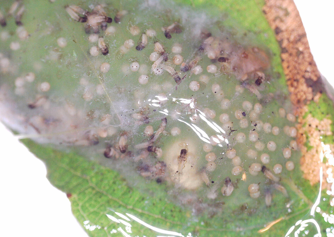 Caddisfly Egg Mass and Larvae - Trichoptera Gelatinous egg mass. It was at least a meter from a pond's edge. Usually, the female will deposit the egg mass on vegetation hanging over, or at least right next to, the water's surface. <br />
<br />
I brought it home to watch the eggs hatch under my microscope, but did not keep them to rear because I didn't think I could accomplish it and didn't want to kill them.<br />
<br />
Video of larvae: <section class="video"><iframe width="448" height="282" src="https://www.youtube-nocookie.com/embed/4QQzX45bRZk?hd=1&autoplay=0&rel=0" frameborder="0" allowfullscreen></iframe></section><br />
<figure class="photo"><a href="https://www.jungledragon.com/image/171249/caddisfly_egg_mass_-_trichoptera.html" title="Caddisfly Egg Mass - Trichoptera"><img src="https://s3.amazonaws.com/media.jungledragon.com/images/3232/171249_thumb.jpg?AWSAccessKeyId=05GMT0V3GWVNE7GGM1R2&Expires=1759968010&Signature=9LWVywnV1c5lxsbSjzxA2V9xW0w%3D" width="200" height="160" alt="Caddisfly Egg Mass - Trichoptera Gelatinous egg mass. It was at least a meter from a pond's edge. Usually, the female will deposit the egg mass on vegetation hanging over, or at least right next to, the water's surface. <br />
<br />
I brought it home to watch the eggs hatch under my microscope, but did not keep them to rear because I didn't think I could accomplish it and didn't want to kill them.<br />
<br />
Video of larvae: https://youtu.be/4QQzX45bRZk<br />
https://www.jungledragon.com/image/171249/caddisfly_egg_mass_-_trichoptera.html<br />
https://www.jungledragon.com/image/171248/caddisfly_egg_mass_and_larvae_-_trichoptera.html<br />
https://www.jungledragon.com/image/171247/caddisfly_egg_mass_and_larvae_-_trichoptera.html Geotagged,Summer,United States,caddisfly,caddisfly eggs,egg mass,eggs,trichoptera" /></a></figure><br />
<figure class="photo"><a href="https://www.jungledragon.com/image/171248/caddisfly_egg_mass_and_larvae_-_trichoptera.html" title="Caddisfly Egg Mass and Larvae - Trichoptera"><img src="https://s3.amazonaws.com/media.jungledragon.com/images/3232/171248_thumb.jpg?AWSAccessKeyId=05GMT0V3GWVNE7GGM1R2&Expires=1759968010&Signature=yU%2BrjFph0uLx0BNTsbqURvHlJks%3D" width="200" height="144" alt="Caddisfly Egg Mass and Larvae - Trichoptera Gelatinous egg mass. It was at least a meter from a pond's edge. Usually, the female will deposit the egg mass on vegetation hanging over, or at least right next to, the water's surface. <br />
<br />
I brought it home to watch the eggs hatch under my microscope, but did not keep them to rear because I didn't think I could accomplish it and didn't want to kill them.<br />
<br />
Video of larvae: https://youtu.be/4QQzX45bRZk<br />
https://www.jungledragon.com/image/171249/caddisfly_egg_mass_-_trichoptera.html<br />
https://www.jungledragon.com/image/171248/caddisfly_egg_mass_and_larvae_-_trichoptera.html<br />
https://www.jungledragon.com/image/171247/caddisfly_egg_mass_and_larvae_-_trichoptera.html Geotagged,United States" /></a></figure><br />
<figure class="photo"><a href="https://www.jungledragon.com/image/171247/caddisfly_egg_mass_and_larvae_-_trichoptera.html" title="Caddisfly Egg Mass and Larvae - Trichoptera"><img src="https://s3.amazonaws.com/media.jungledragon.com/images/3232/171247_thumb.jpg?AWSAccessKeyId=05GMT0V3GWVNE7GGM1R2&Expires=1759968010&Signature=Na%2B3qsvio1bV1cZL7ZNqNhkzwh0%3D" width="200" height="158" alt="Caddisfly Egg Mass and Larvae - Trichoptera Gelatinous egg mass. It was at least a meter from a pond's edge. Usually, the female will deposit the egg mass on vegetation hanging over, or at least right next to, the water's surface. <br />
<br />
I brought it home to watch the eggs hatch under my microscope, but did not keep them to rear because I didn't think I could accomplish it and didn't want to kill them.<br />
<br />
Video of larvae: https://youtu.be/4QQzX45bRZk<br />
https://www.jungledragon.com/image/171249/caddisfly_egg_mass_-_trichoptera.html<br />
https://www.jungledragon.com/image/171248/caddisfly_egg_mass_and_larvae_-_trichoptera.html<br />
https://www.jungledragon.com/image/171247/caddisfly_egg_mass_and_larvae_-_trichoptera.html Geotagged,United States" /></a></figure> Geotagged,United States