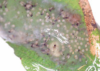 Caddisfly Egg Mass and Larvae - Trichoptera Gelatinous egg mass. It was at least a meter from a pond's edge. Usually, the female will deposit the egg mass on vegetation hanging over, or at least right next to, the water's surface. <br />
<br />
I brought it home to watch the eggs hatch under my microscope, but did not keep them to rear because I didn't think I could accomplish it and didn't want to kill them.<br />
<br />
Video of larvae: https://youtu.be/4QQzX45bRZk<br />
https://www.jungledragon.com/image/171249/caddisfly_egg_mass_-_trichoptera.html<br />
https://www.jungledragon.com/image/171248/caddisfly_egg_mass_and_larvae_-_trichoptera.html<br />
https://www.jungledragon.com/image/171247/caddisfly_egg_mass_and_larvae_-_trichoptera.html Geotagged,United States