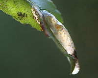 Caddisfly Egg Mass - Trichoptera Gelatinous egg mass. It was at least a meter from a pond's edge. Usually, the female will deposit the egg mass on vegetation hanging over, or at least right next to, the water's surface. <br />
<br />
I brought it home to watch the eggs hatch under my microscope, but did not keep them to rear because I didn't think I could accomplish it and didn't want to kill them.<br />
<br />
Video of larvae: https://youtu.be/4QQzX45bRZk<br />
https://www.jungledragon.com/image/171249/caddisfly_egg_mass_-_trichoptera.html<br />
https://www.jungledragon.com/image/171248/caddisfly_egg_mass_and_larvae_-_trichoptera.html<br />
https://www.jungledragon.com/image/171247/caddisfly_egg_mass_and_larvae_-_trichoptera.html Geotagged,Summer,United States,caddisfly,caddisfly eggs,egg mass,eggs,trichoptera