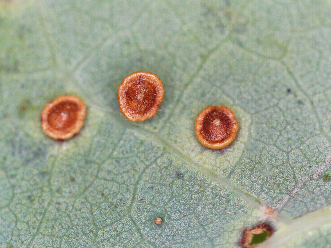 Neuroterus tantulus Galls Detachable, button-shaped galls between veins on the lower surface of the leaf. I am trying to rear some over the winter in a small, mesh enclosure that I am keeping outside.<br />
<br />
Host: Quercus sp. Geotagged,Neuroterus tantulus,United States,galls