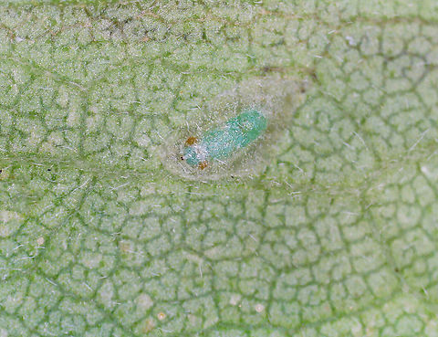 Leafminer Fly (Puparium) - Ophiomyia maura I collected 3 leaves with these mines on 8/17/25. One had a blue-green puparium, which is seen in this photo. From collection to adult emergence, the green puparium gradually darkened. On 8/30/25, an adult emerged from the puparium.

Host: Solidago
https://www.jungledragon.com/image/171251/leafminer_fly_puparium_-_ophiomyia_maura.html
https://www.jungledragon.com/image/171253/leafminer_fly_puparium_-_ophiomyia_maura.html
https://www.jungledragon.com/image/171252/leafminer_fly_adult_-_ophiomyia_maura.html Geotagged,Ophiomyia,Ophiomyia maura,United States,leafminer,pupa,puparium